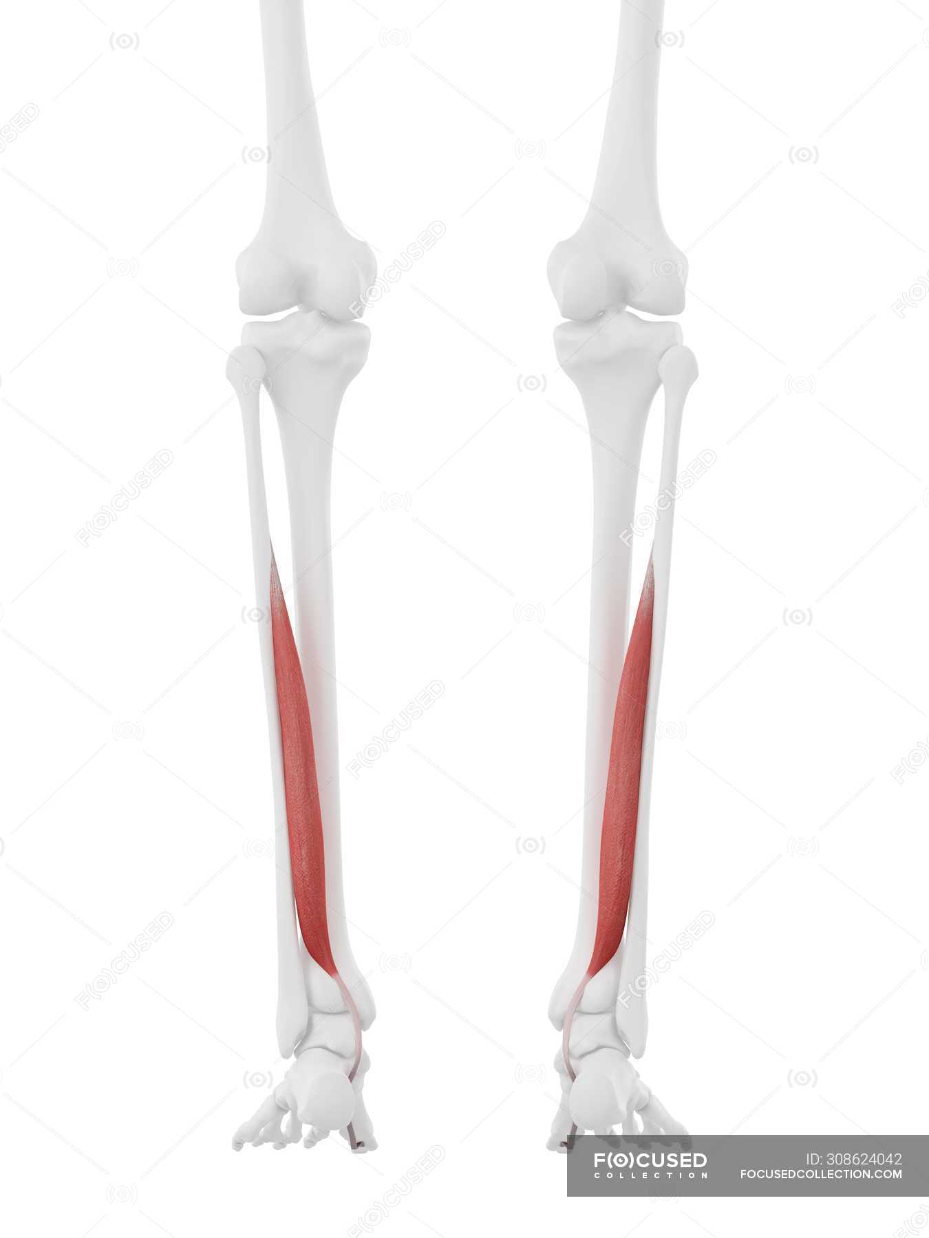 Human skeleton part with detailed red Flexor hallucis muscle, digital ...