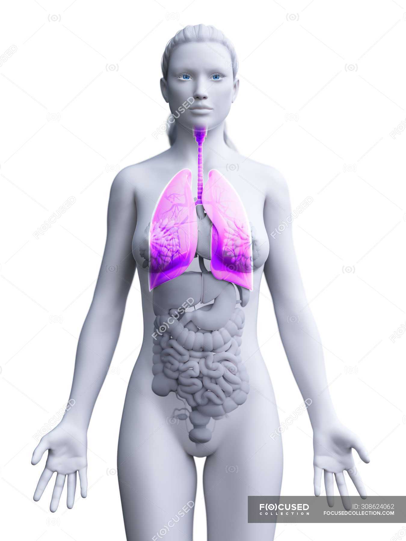 Modelo anatómico femenino con pulmones de color rosa y visibles,  ilustración por ordenador . — bronquios, obras de arte - Stock Photo |  #308624062