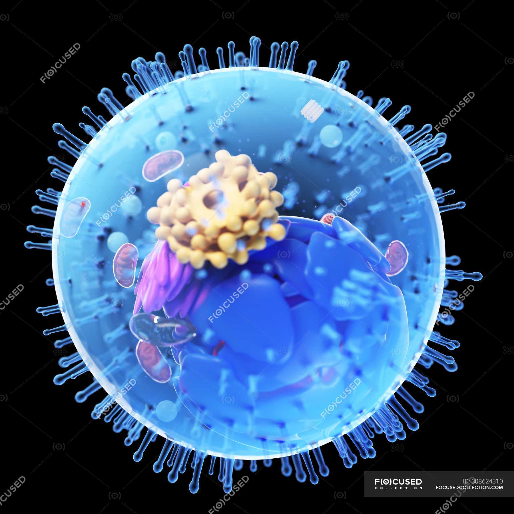 Abstract animal cell on black background, digital illustration. —  functional, transparent - Stock Photo | #308624310