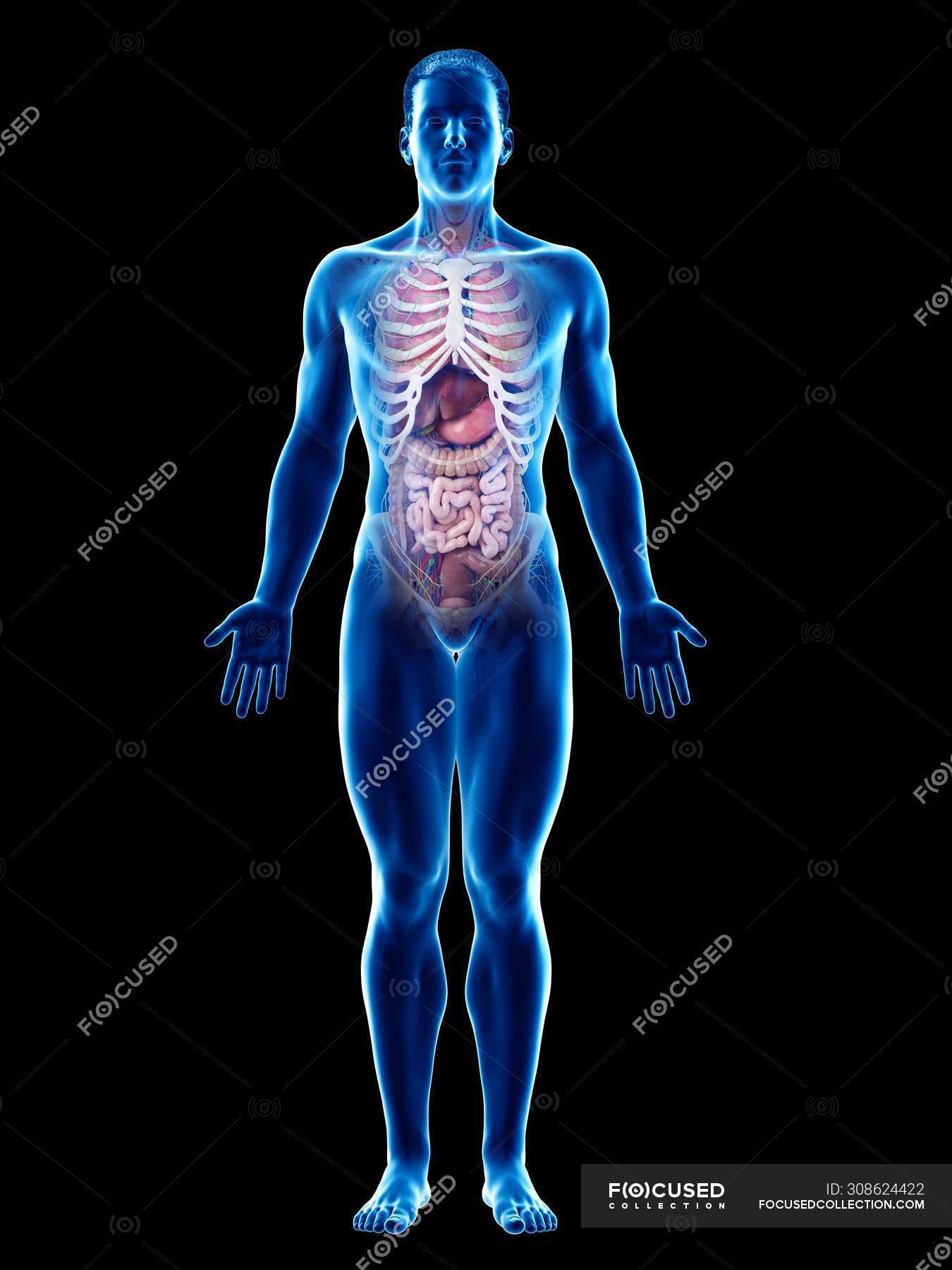 Image Showing Internal Organs In The Back / Organ Placement Why Some