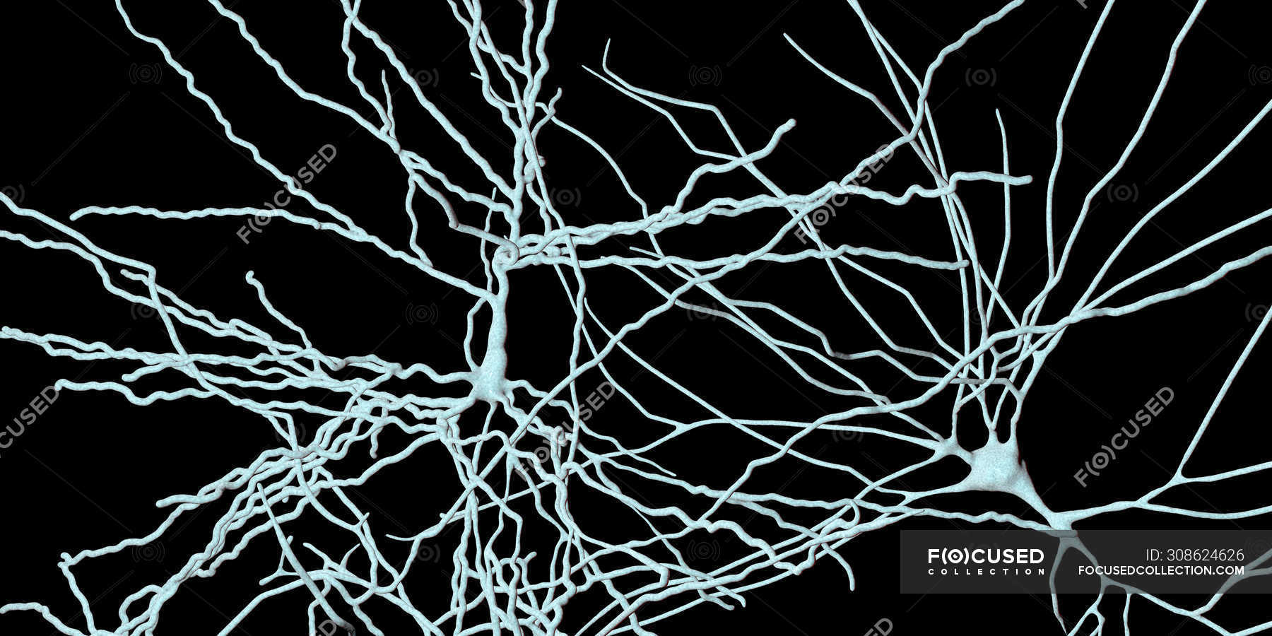 Digital illustration of pyramidal nerve cells from cerebral cortex of
