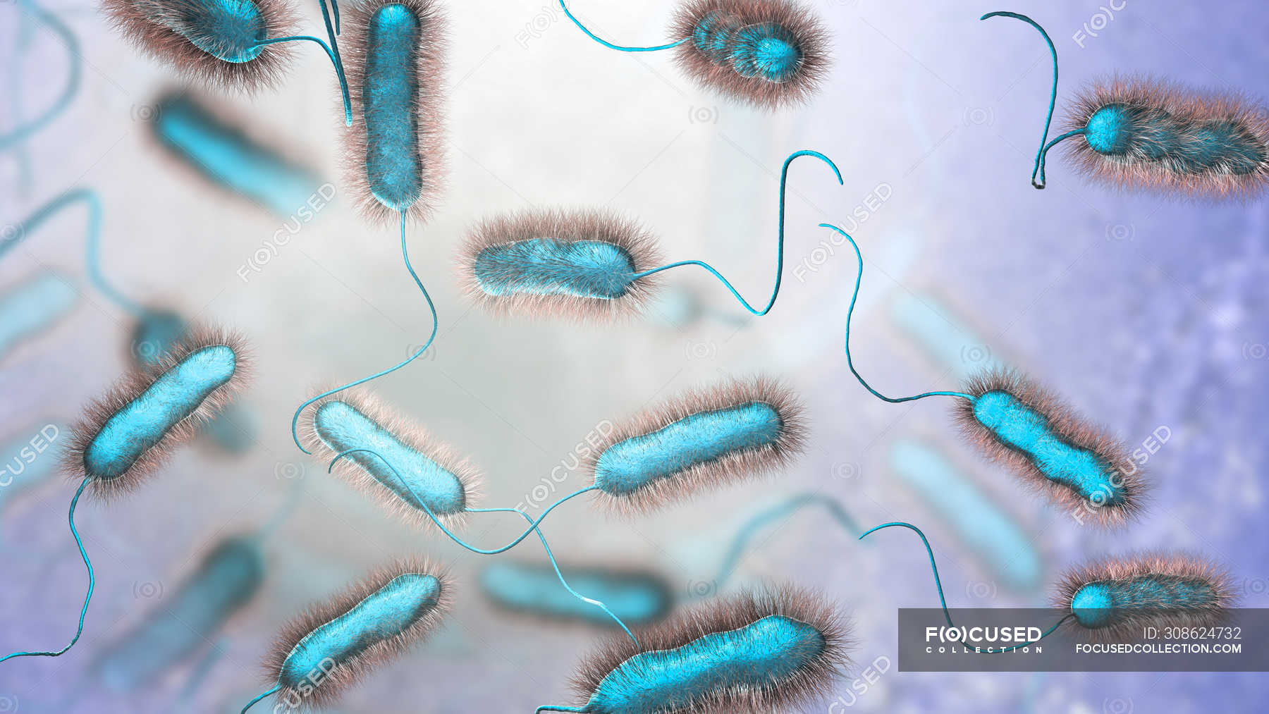 Digital illustration of Legionella pneumophila bacteria, cause of Legionnaires disease