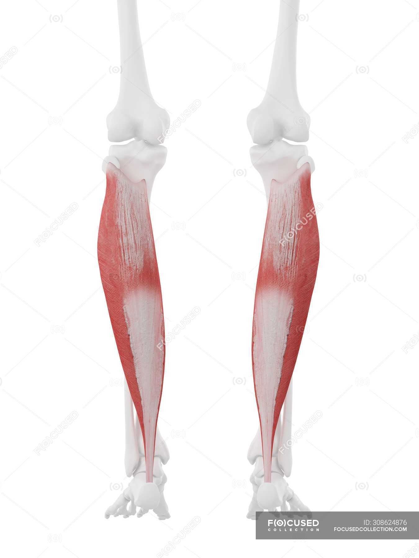 Human skeleton with red colored Soleus muscle, digital illustration