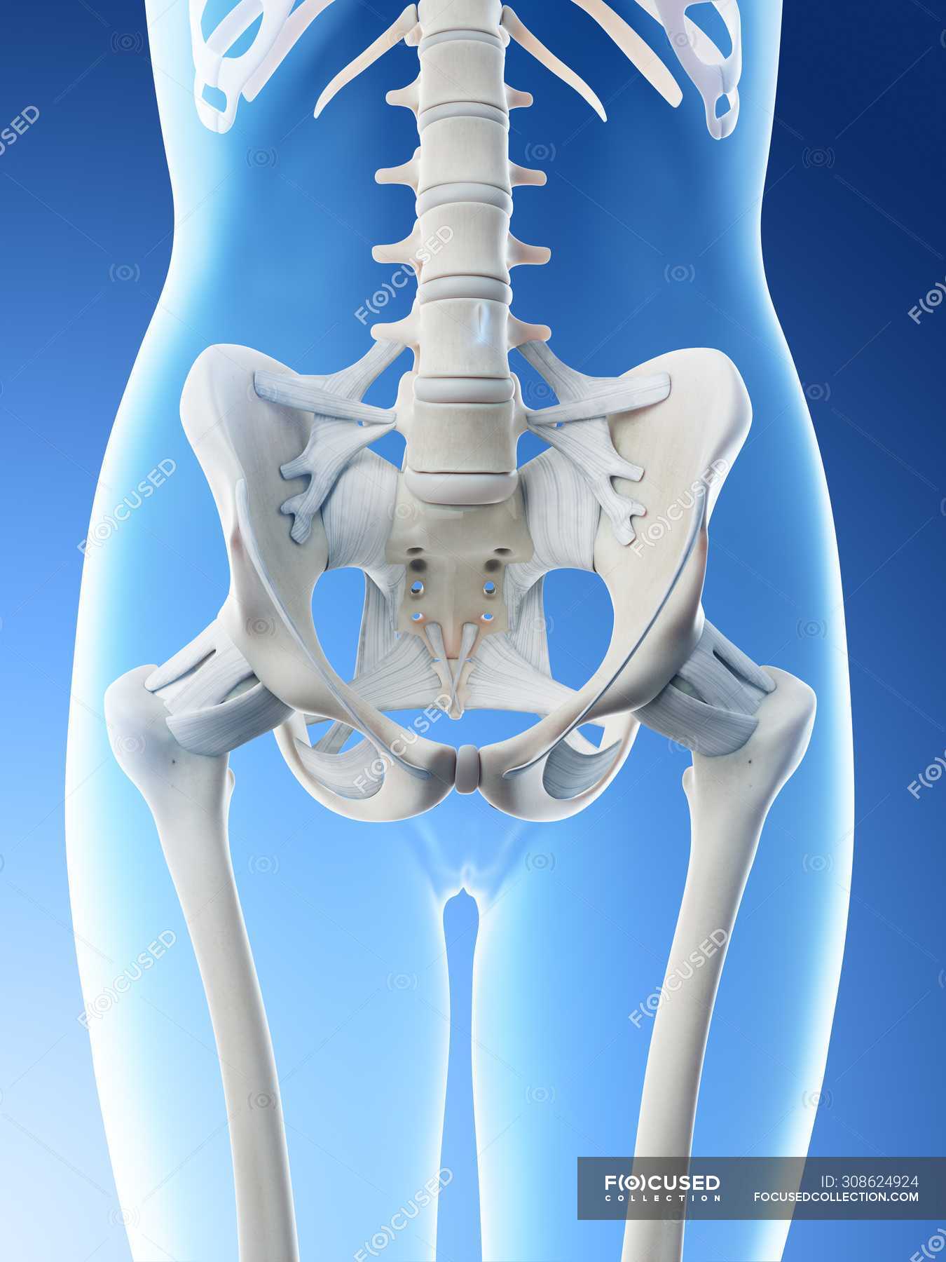 Female pelvis anatomy and skeletal system, computer illustration ...