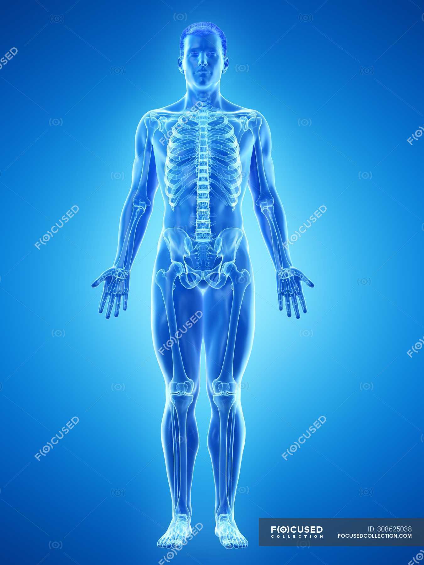 Male skeleton in transparent body silhouette, computer illustration ...