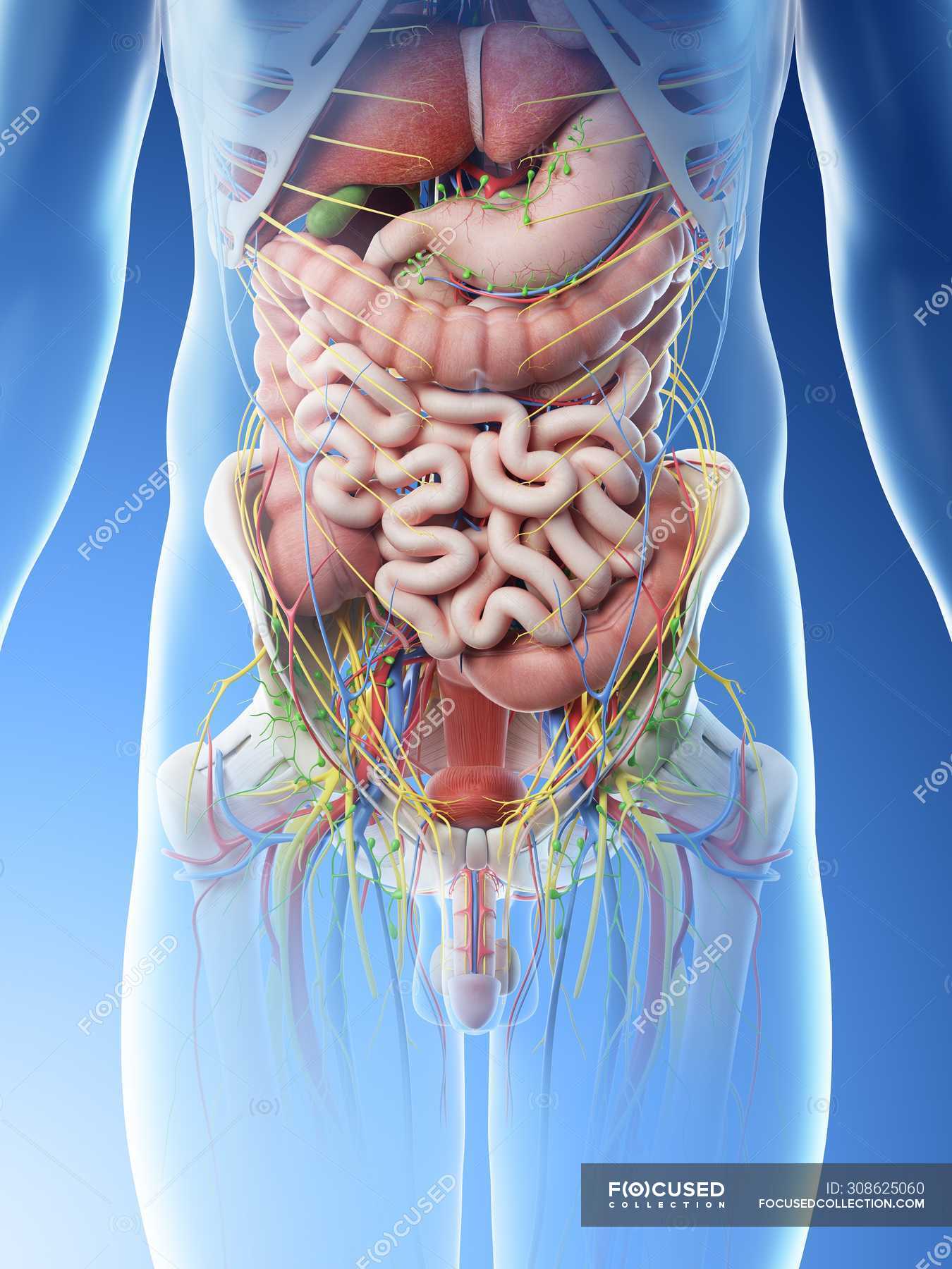 Male Abdominal Organs Midsection Digital Illustration Sacrum Biological Stock Photo 308625060