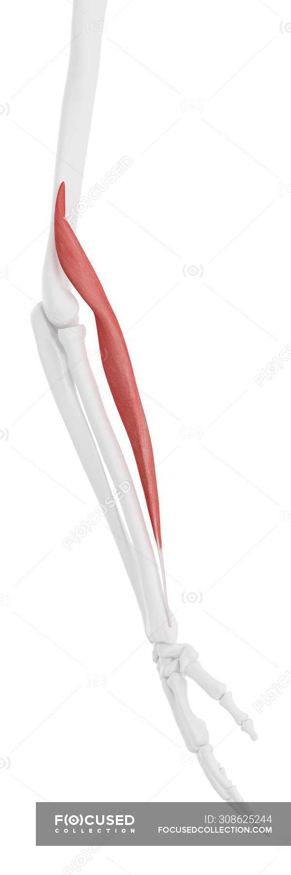 Human skeleton model with detailed Brachioradialis muscle, computer ...