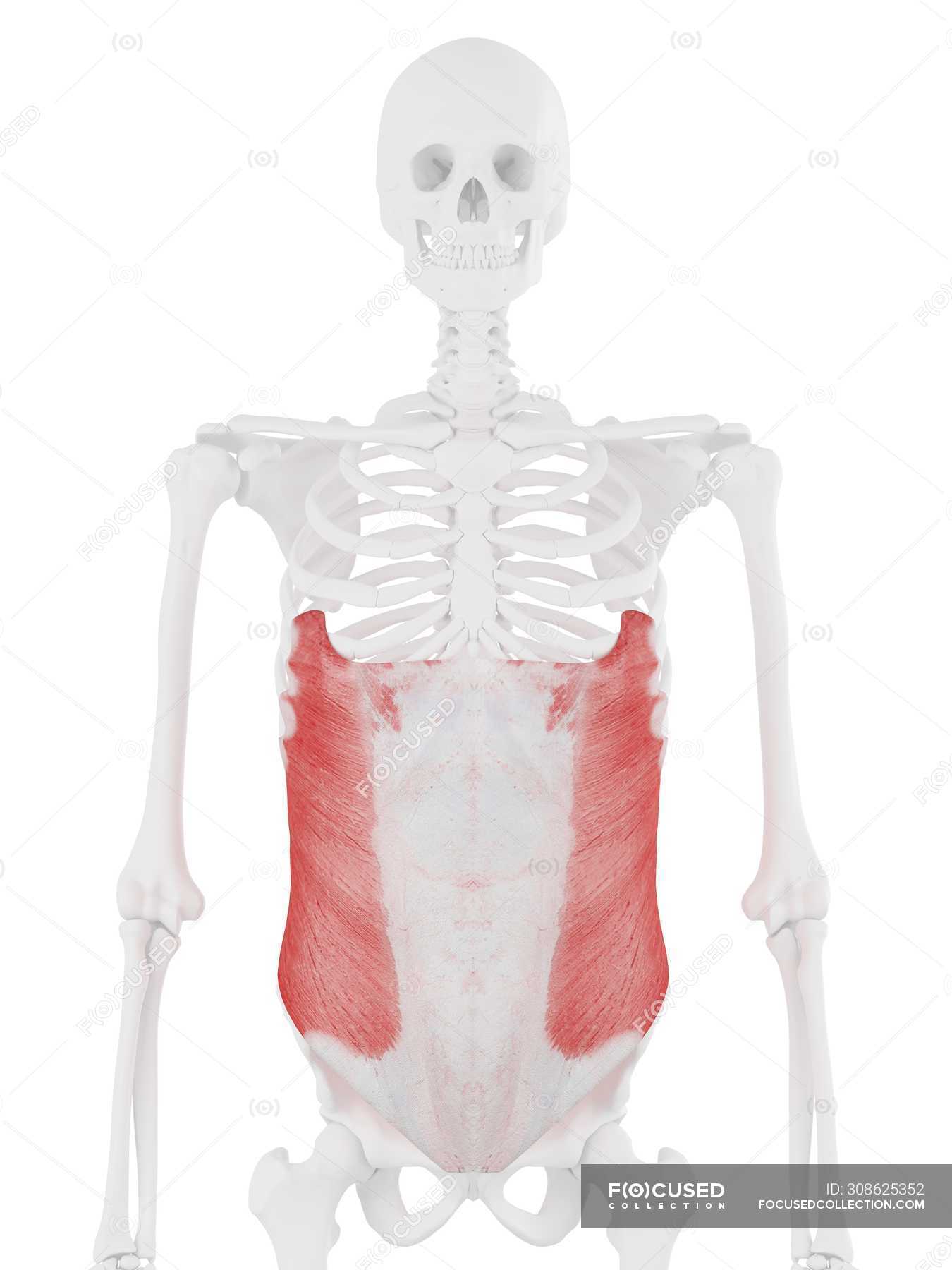 Human skeleton with detailed red External oblique muscle, digital ...