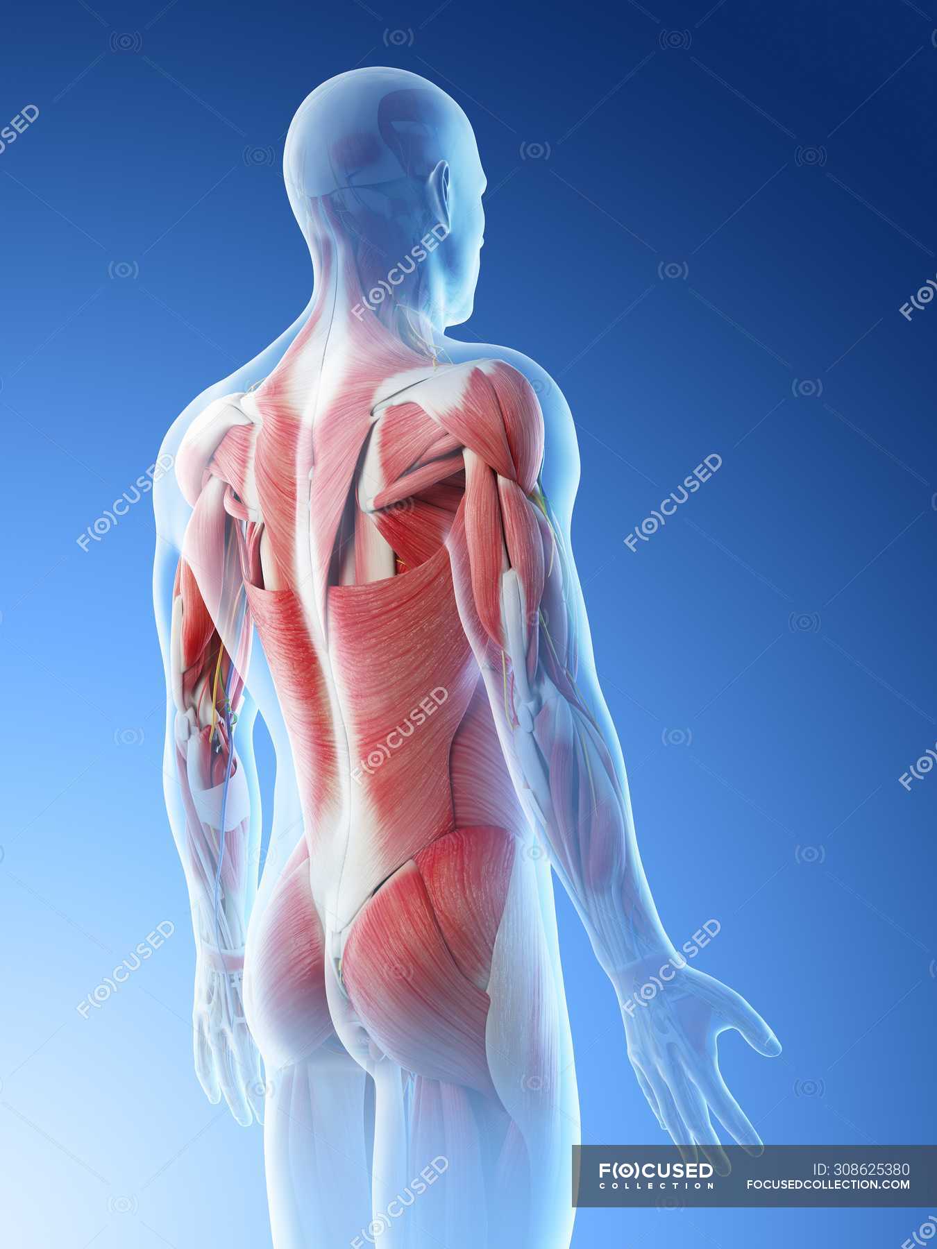 Male Body With Back Muscles Computer Illustration Digital Artwork Stock Photo 308625380