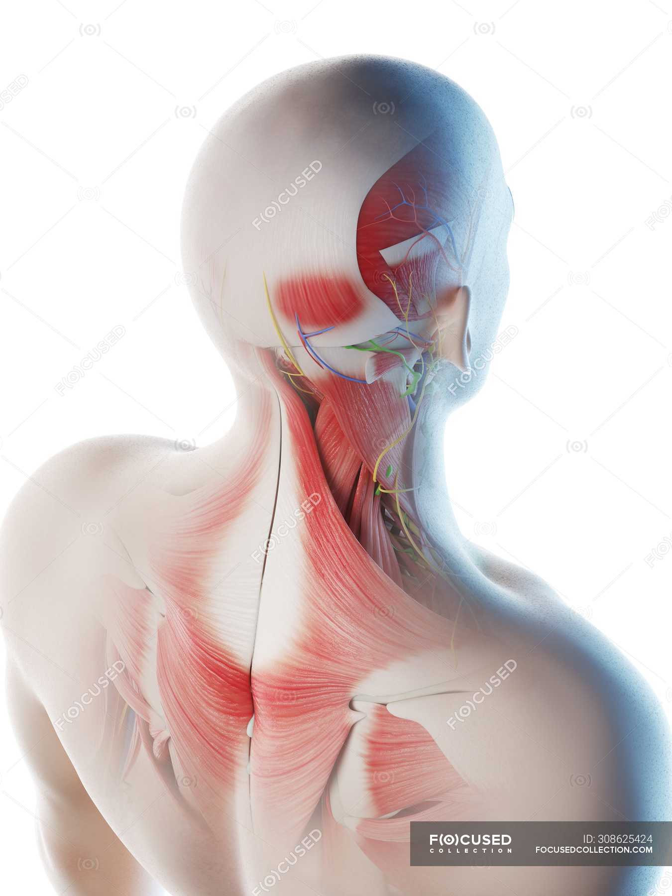 Male Back Neck And Head Muscles Computer Illustration 3d Artwork Stock Photo