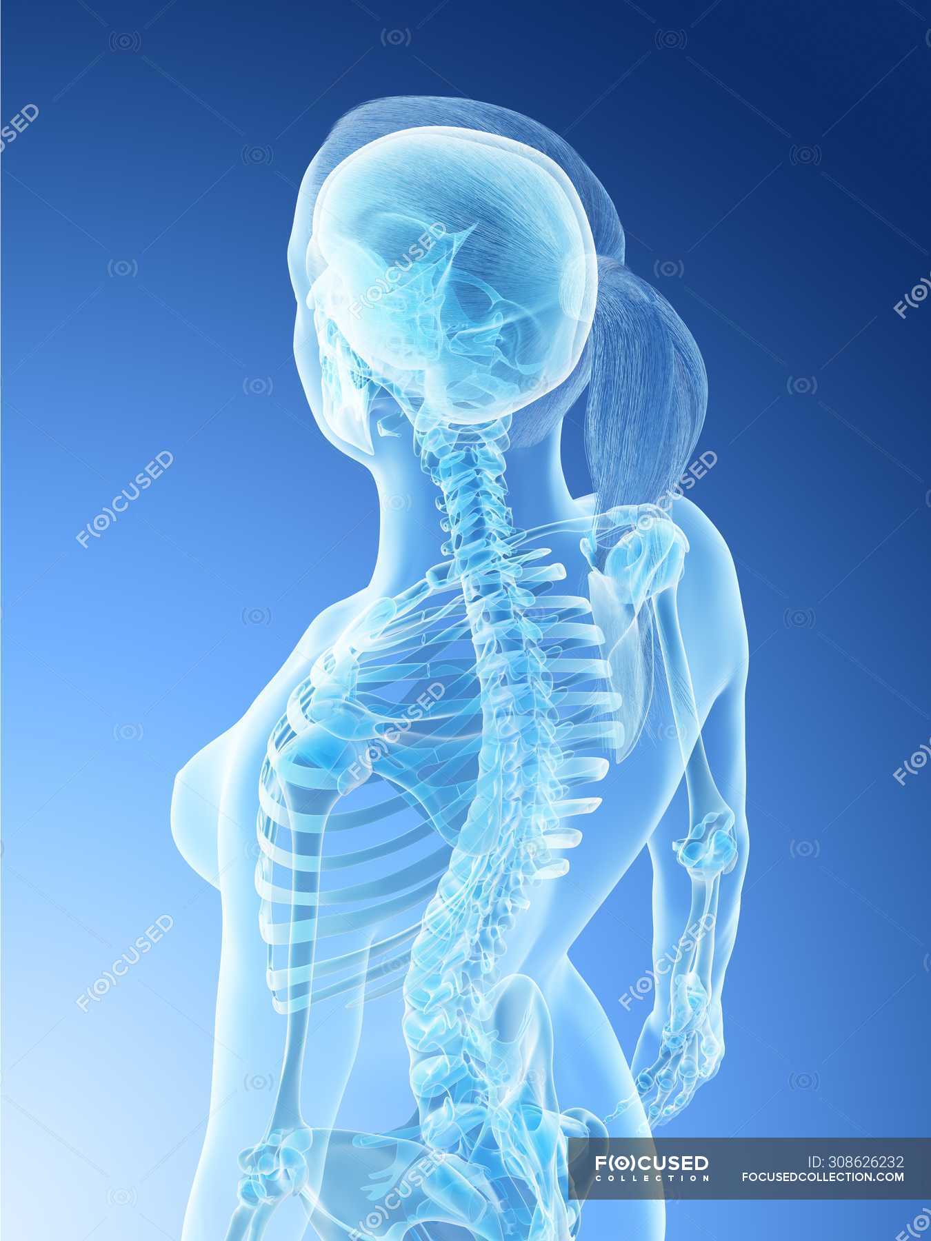 Female Back And Neck Anatomy And Skeletal System Computer Illustration — Medicine Skeleton