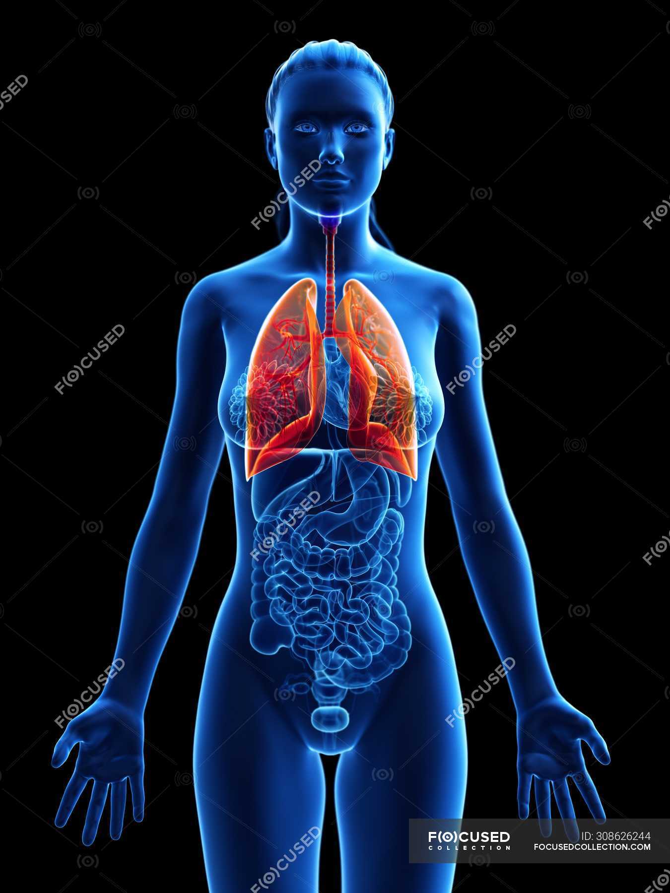 Modelo anatómico femenino con pulmones coloreados y visibles, ilustración  por ordenador . — Medicina, biología - Stock Photo | #308626244