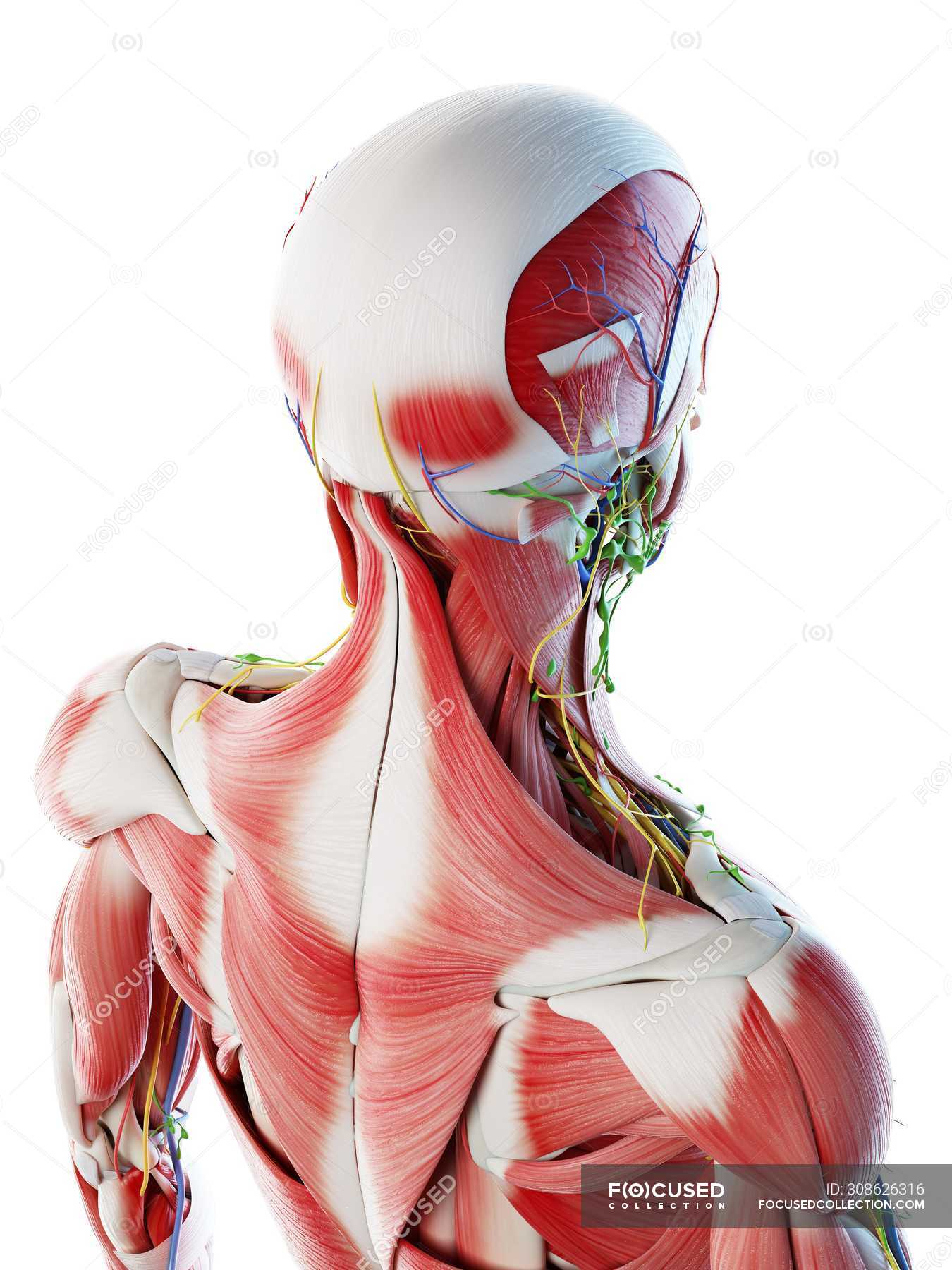 Male Back Neck And Head Muscles Computer Illustration Anatomical 3d Model Stock Photo