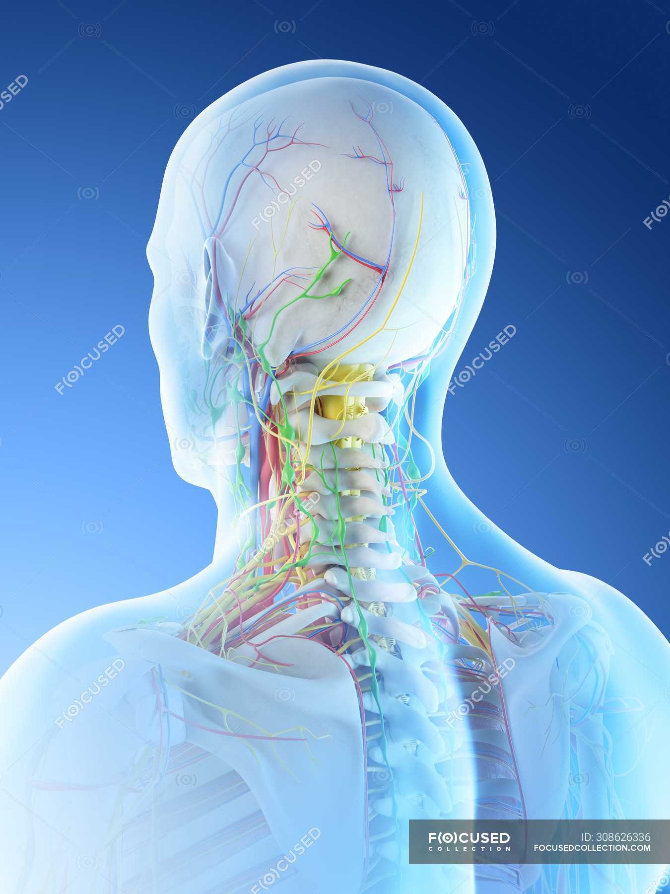 Male Head And Neck Anatomy Digital Illustration Medical Healthy Stock Photo