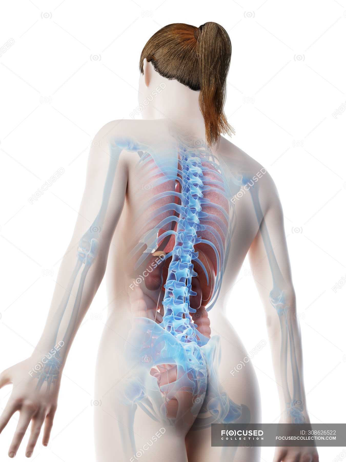 Human Body Model Showing Female Anatomy With Internal Organs In Rear View Digital 3d Render Illustration Guts Science Stock Photo 308626522