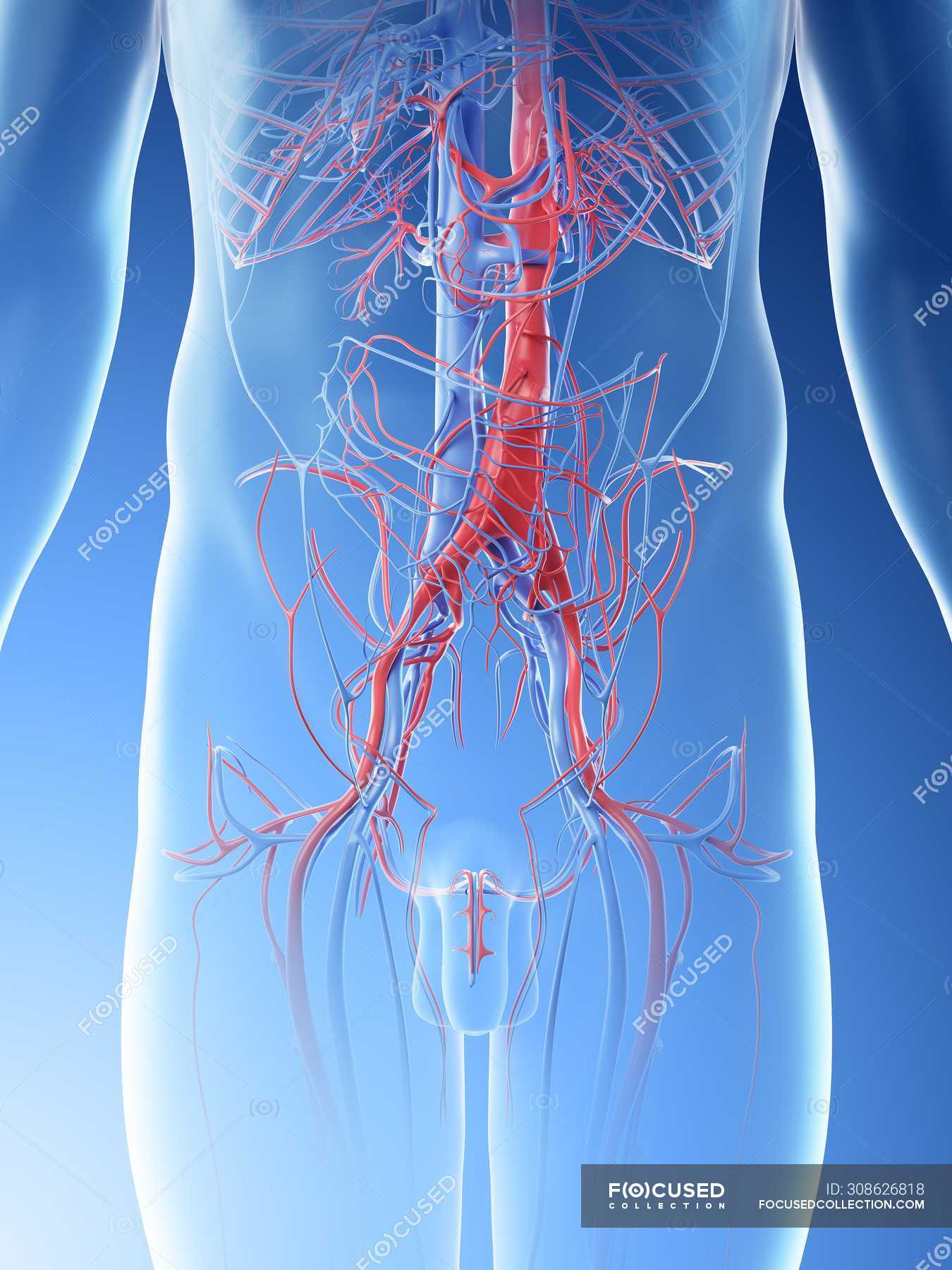 Male abdominal blood vessels, digital illustration. — human body ...