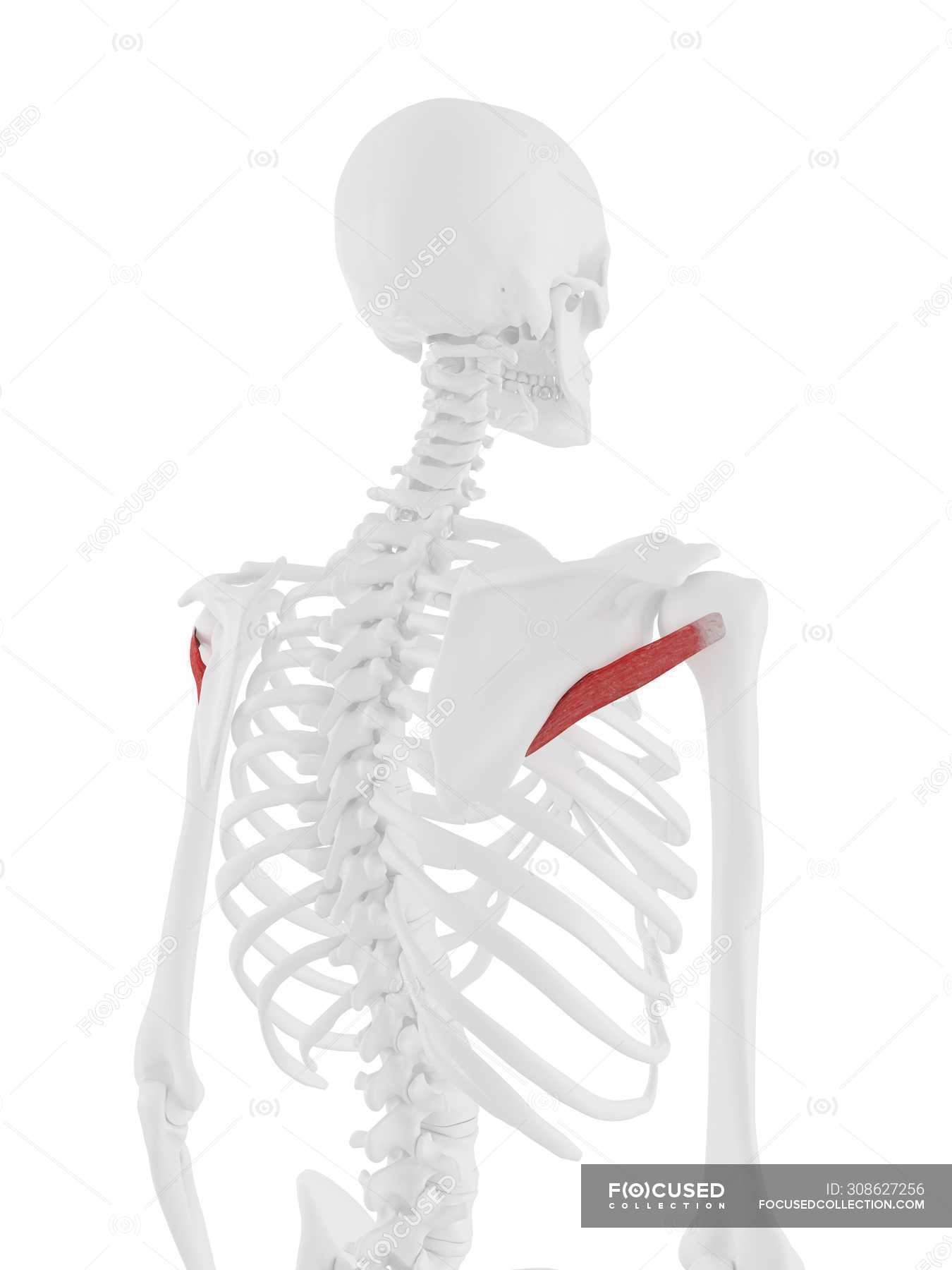 Human skeleton model with detailed Teres minor muscle, computer ...