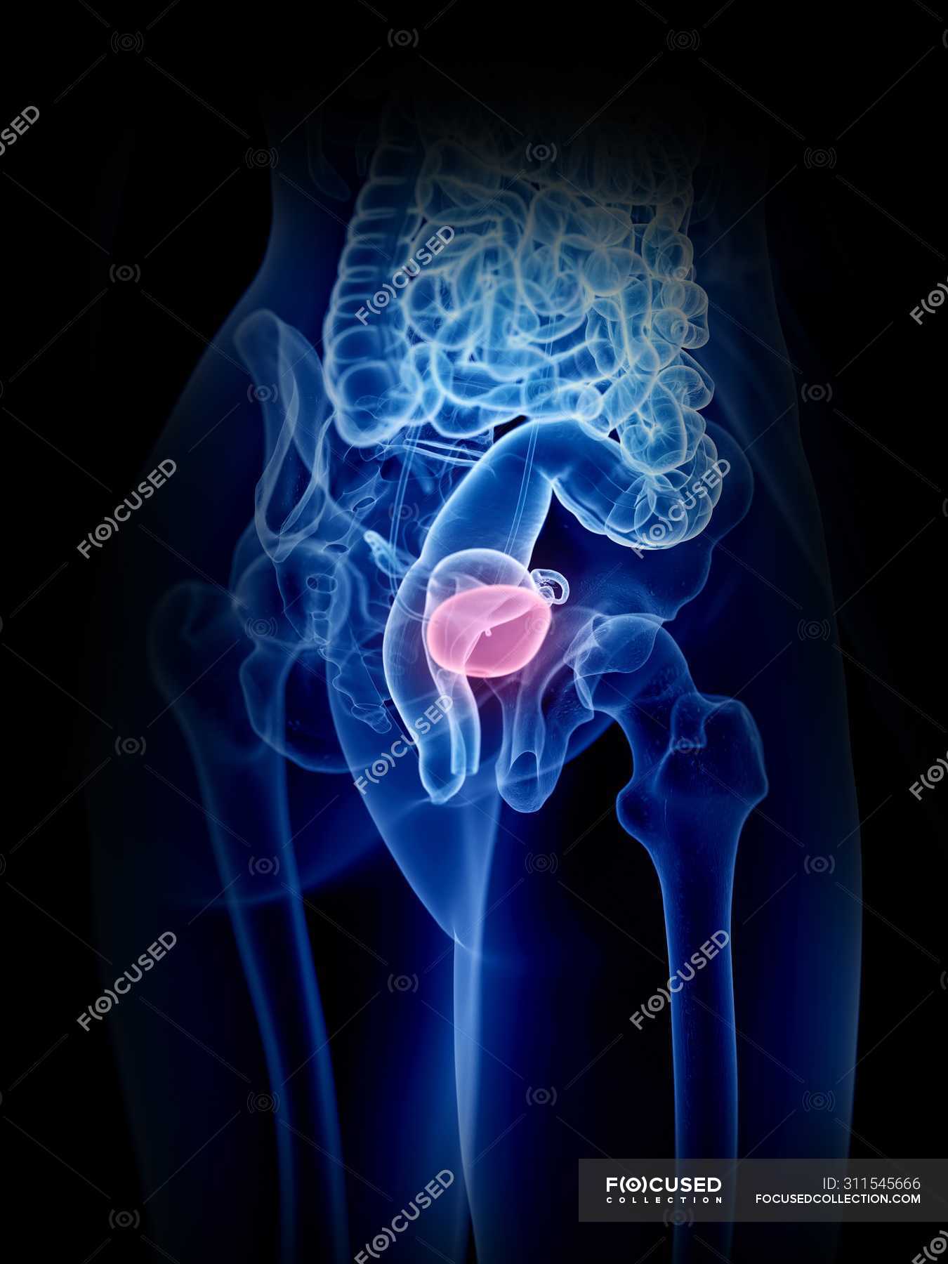Female anatomical transparent 3d model showing bladder, computer illustration. — urinary tract