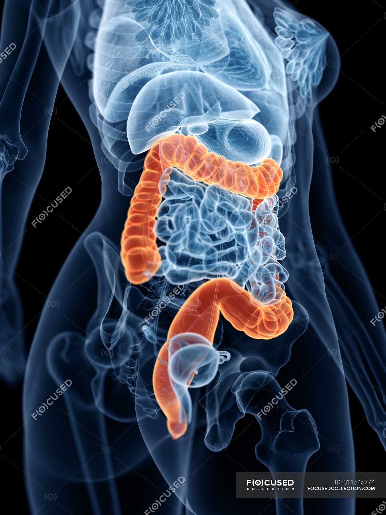 Magen darm trakt Stockfotos, lizenzfreie Bilder Focused