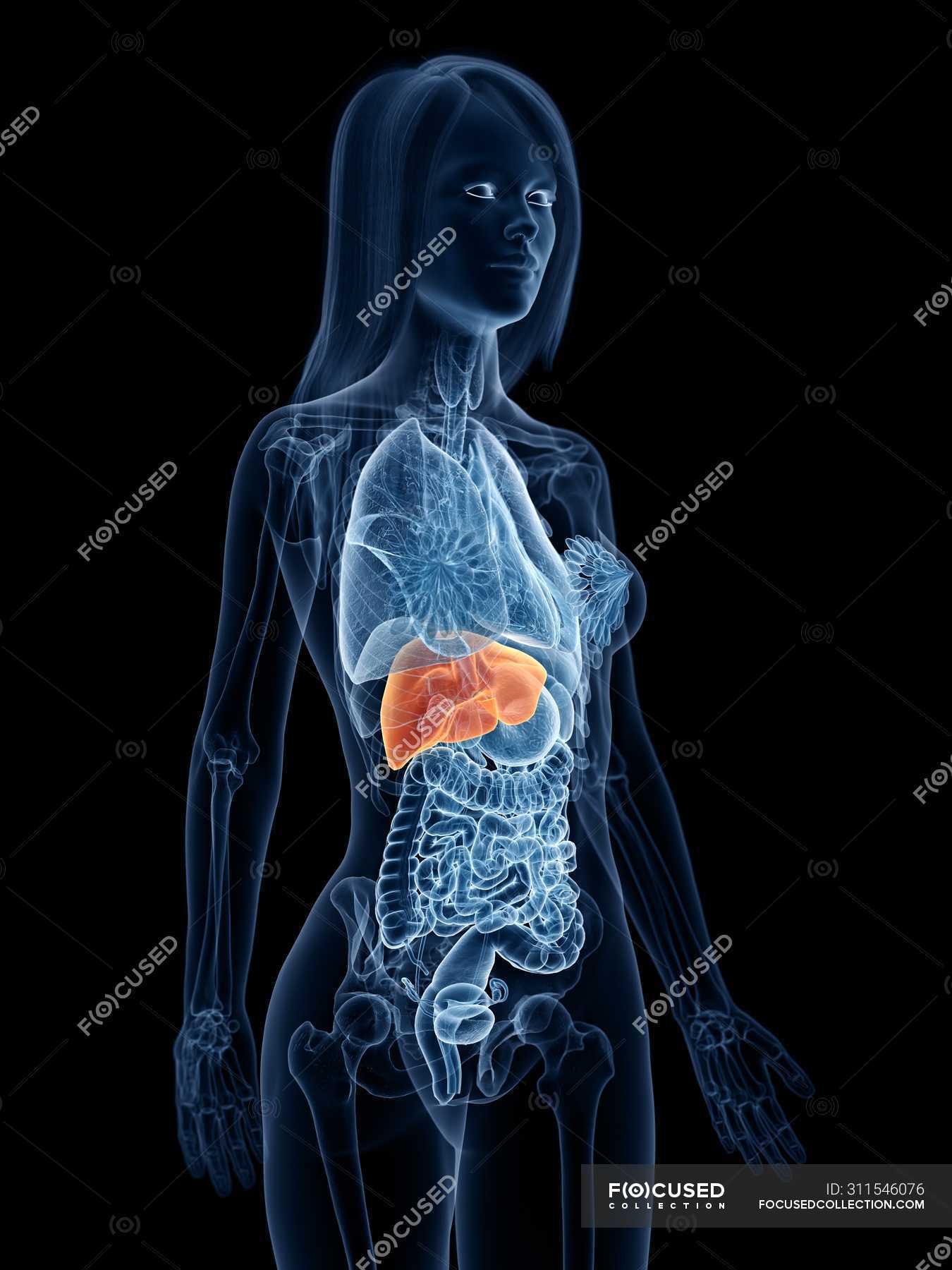 Liver Location In Female Body