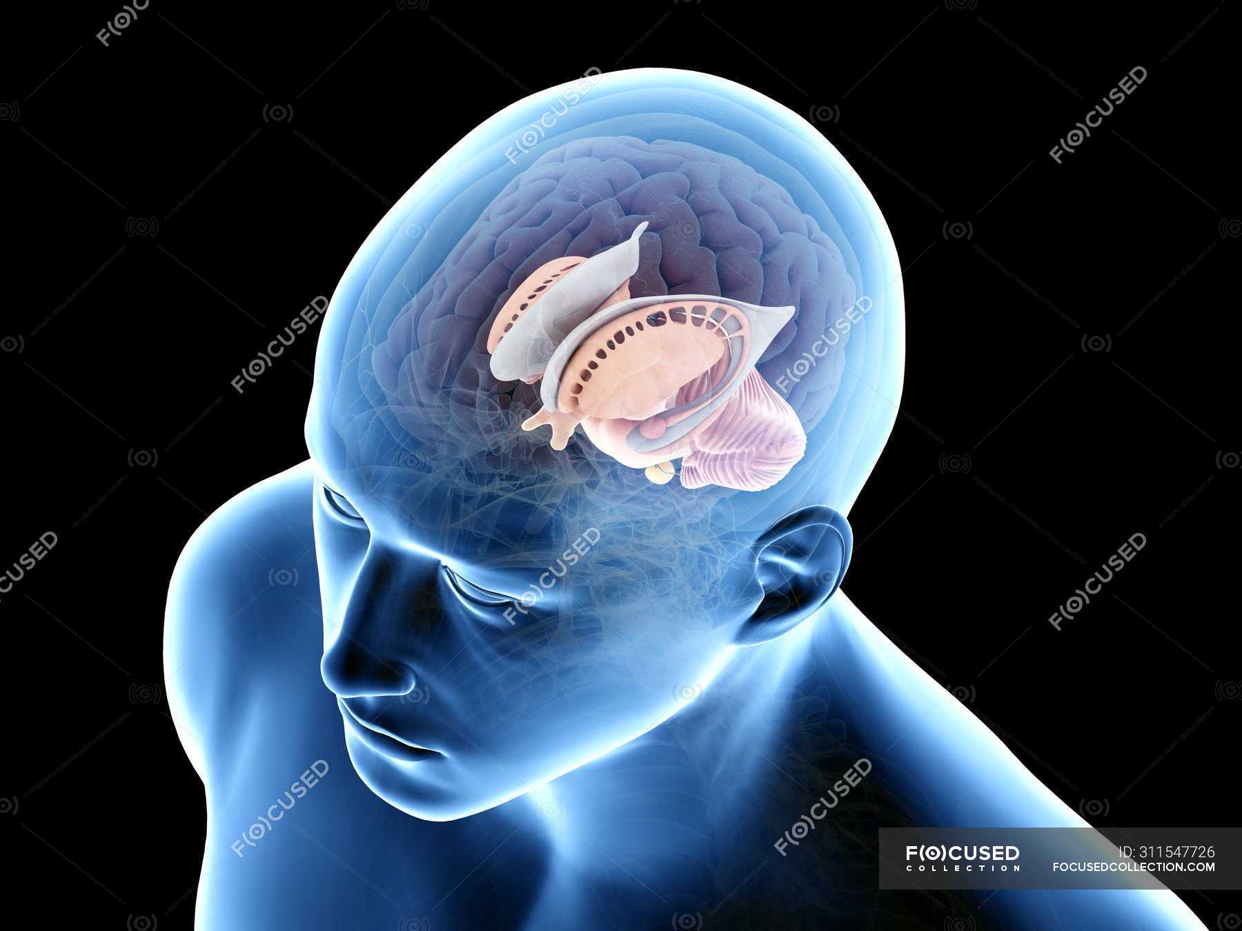 Anatomia do cérebro humano ilustração computacional fundo liso encefaloide Stock Photo