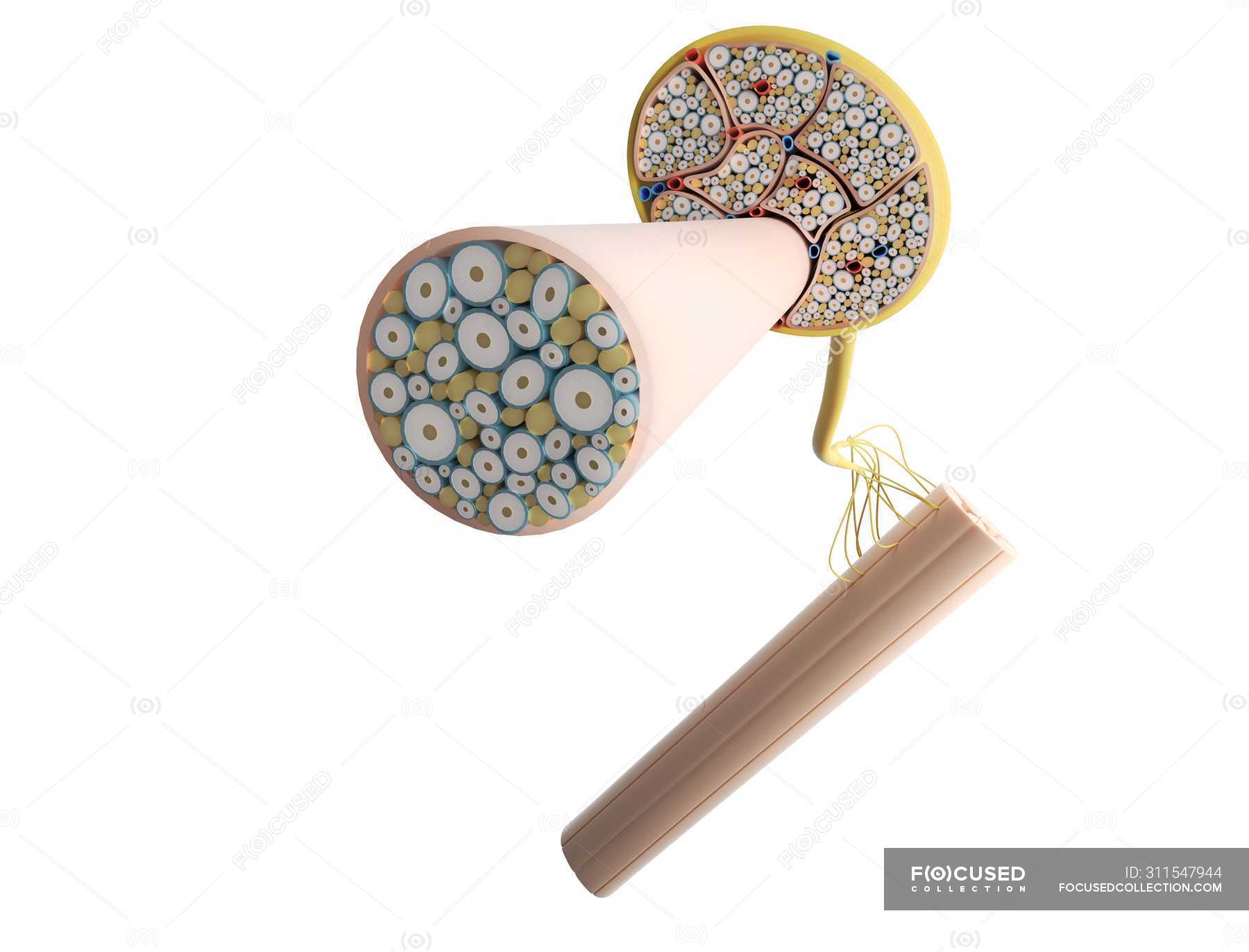 Cross Section Of Nerve