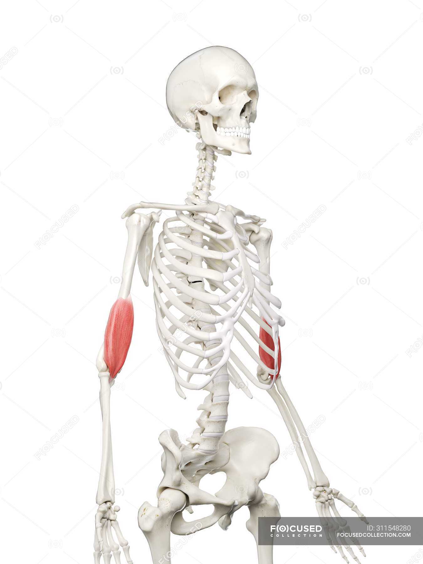 Human Skeleton With Red Colored Brachialis Muscle Computer Illustration Orthopaedic Digital