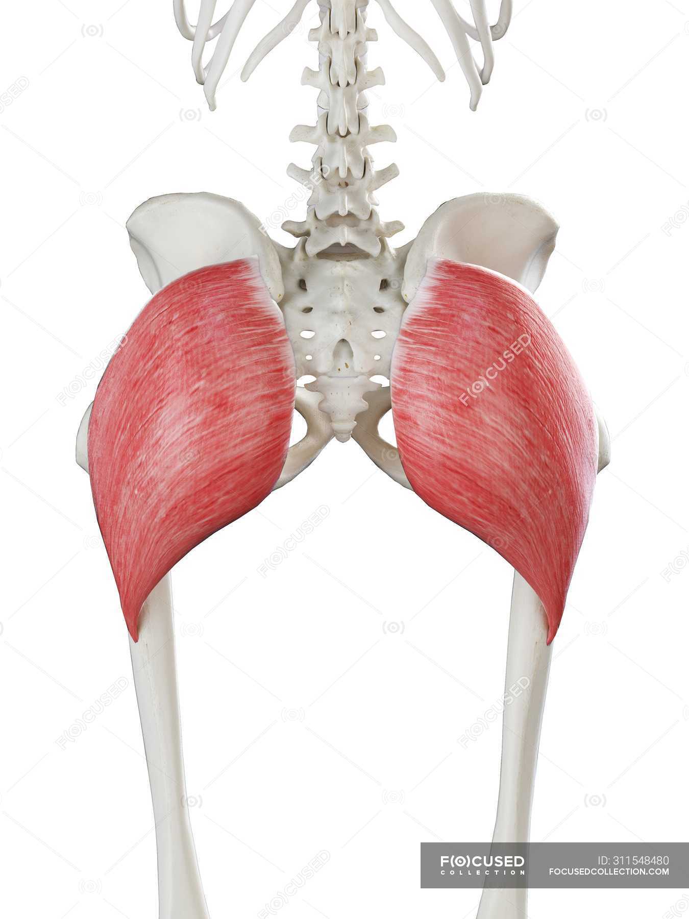 Human skeleton with red colored Gluteus maximus muscle, computer