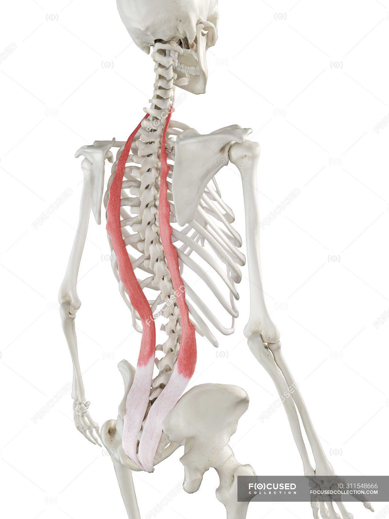 Human skeleton with red colored Iliocostalis muscle, computer ...