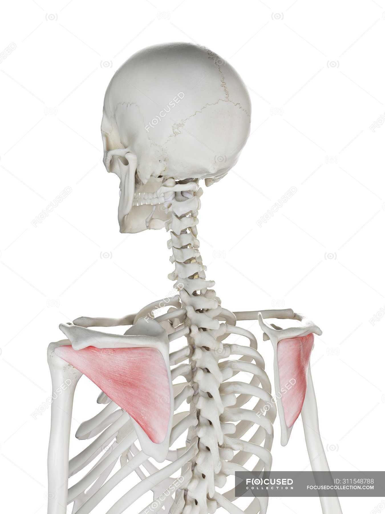 Human skeleton with red colored Infraspinatus muscle, computer ...