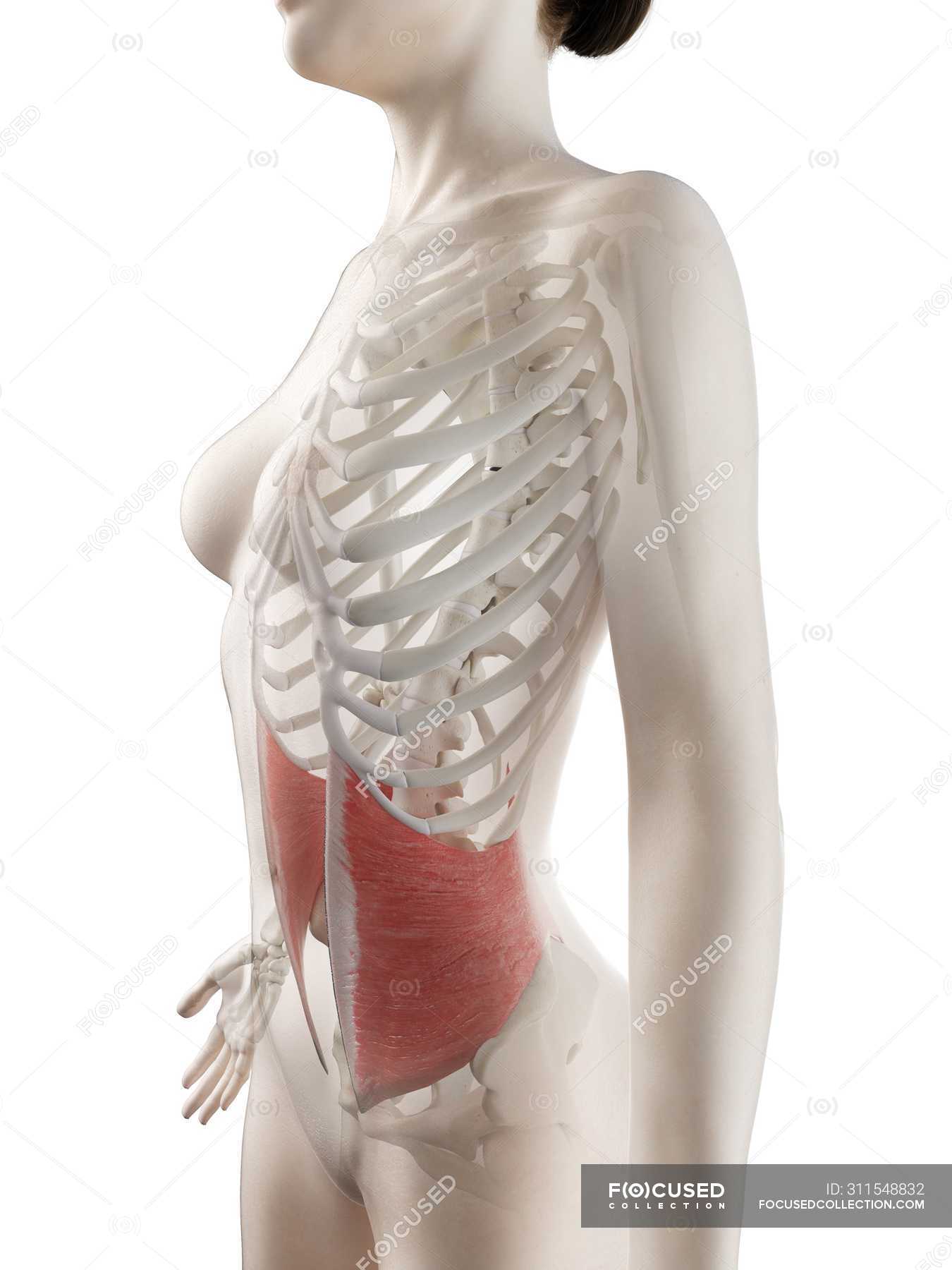 External Oblique Muscle By Sebastian Kaulitzki/science Photo