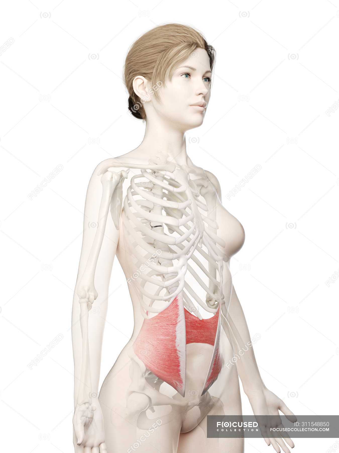 Female Body 3D Model With Detailed Internal Oblique Muscle, Computer  Illustration. — Origin, Orthopedic - Stock Photo | #311548850