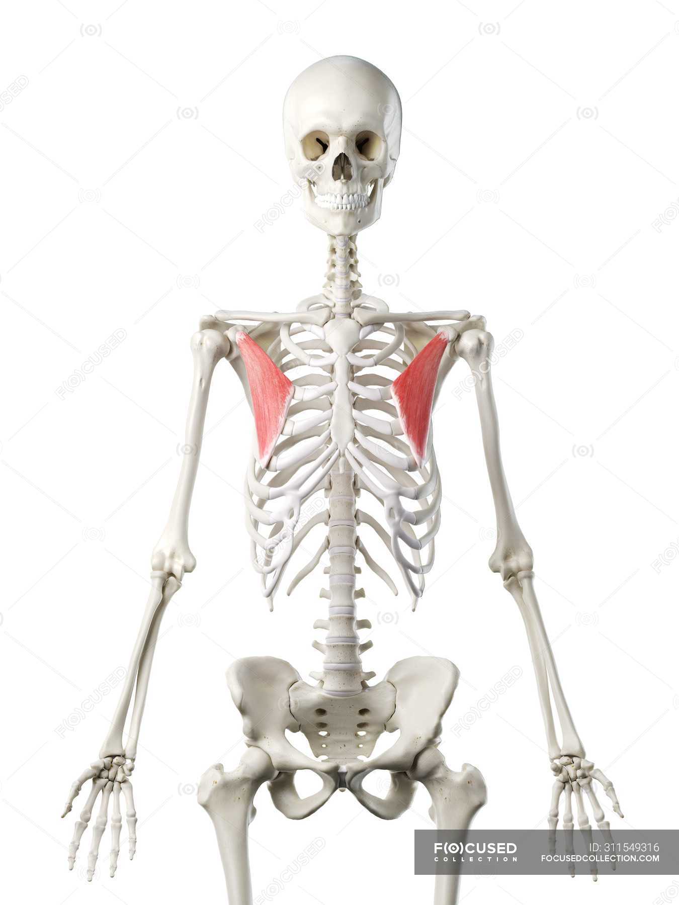 Human skeleton model with detailed Pectoralis minor muscle, digital ...