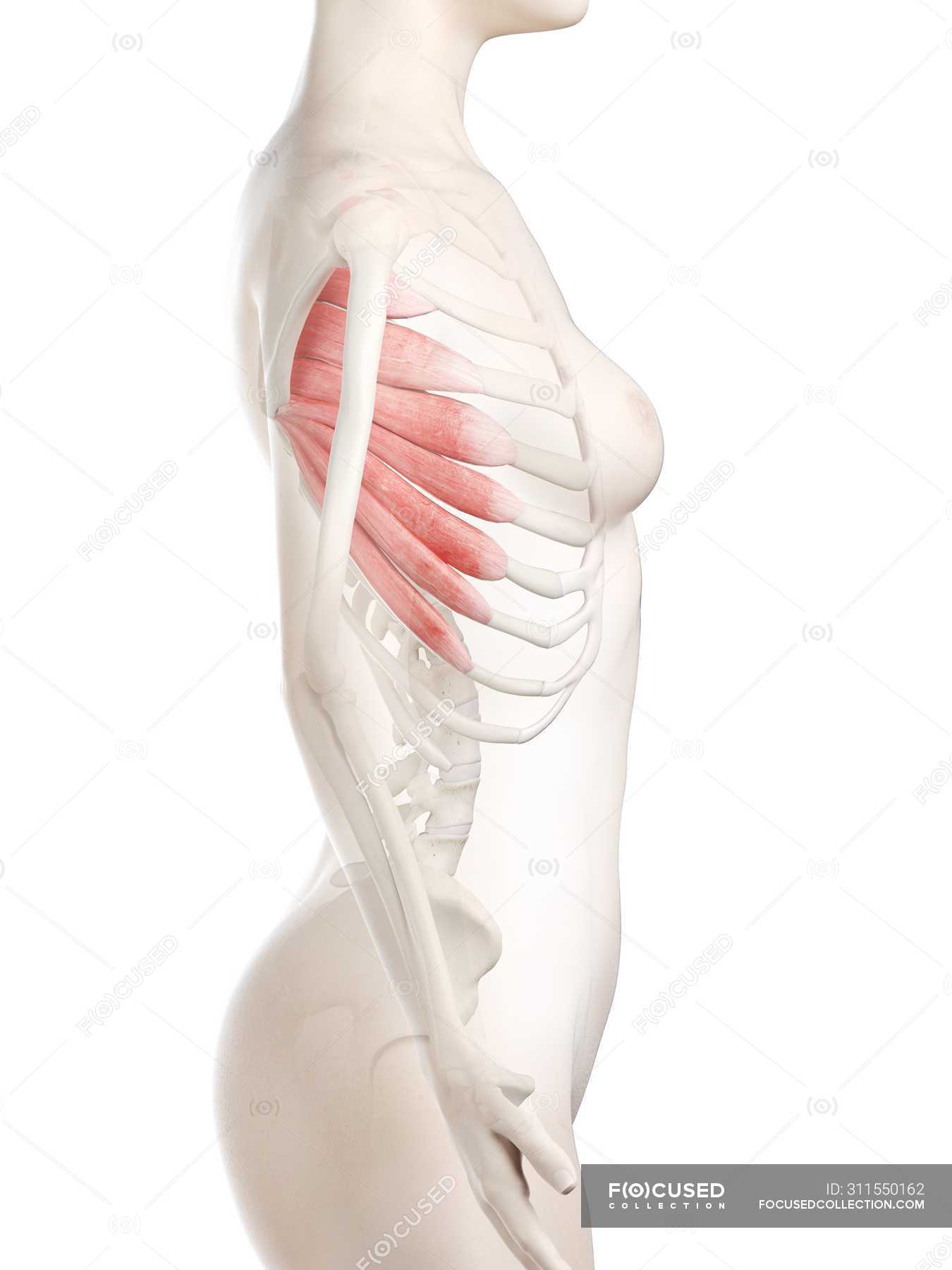Muscle serratus anterior Serratus anterior