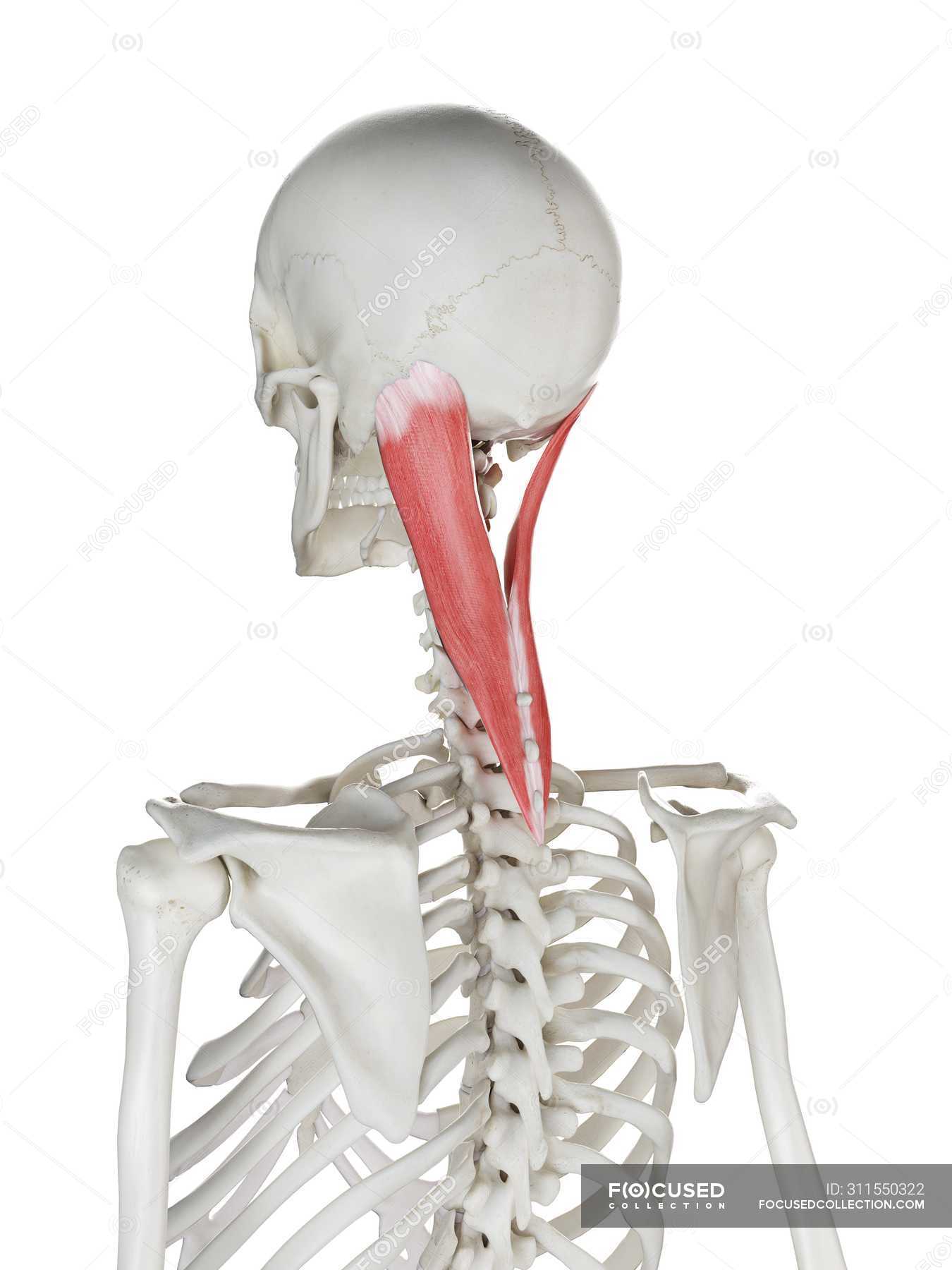 Human skeleton with red colored Splenius capitis muscle, computer ...