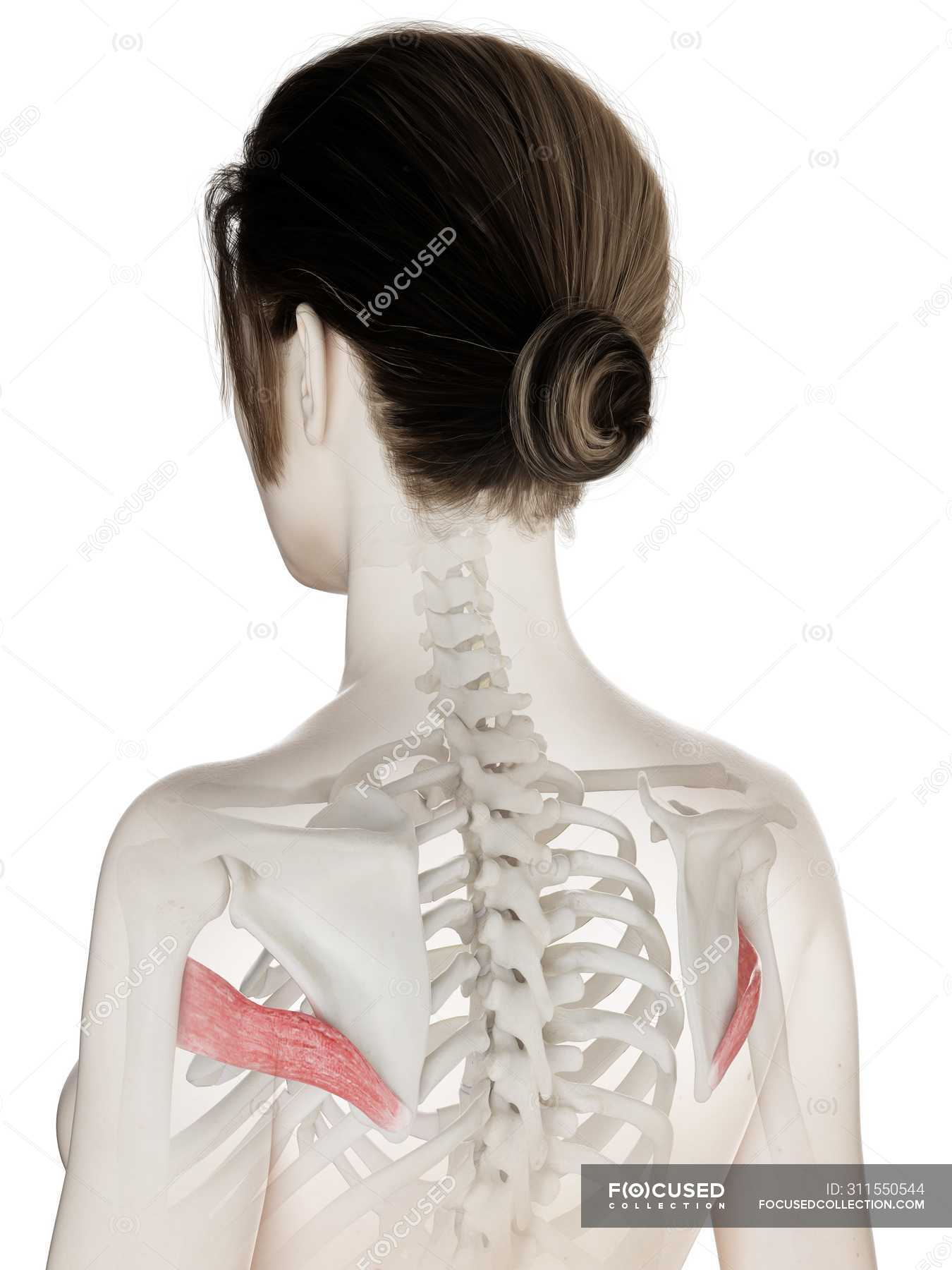 Female body model with red colored Teres major muscle, computer ...