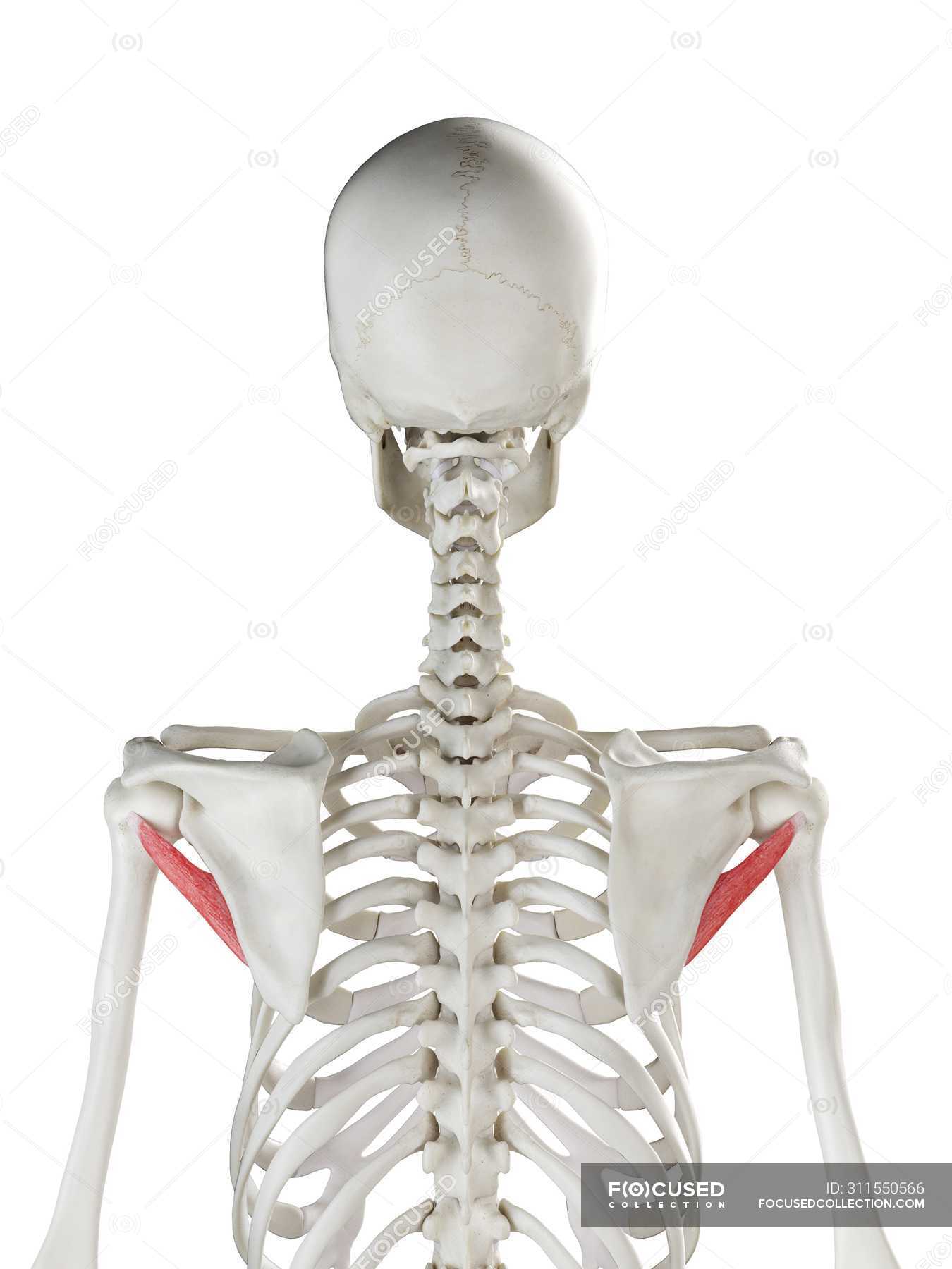 Human skeleton with red colored Teres minor muscle, computer ...