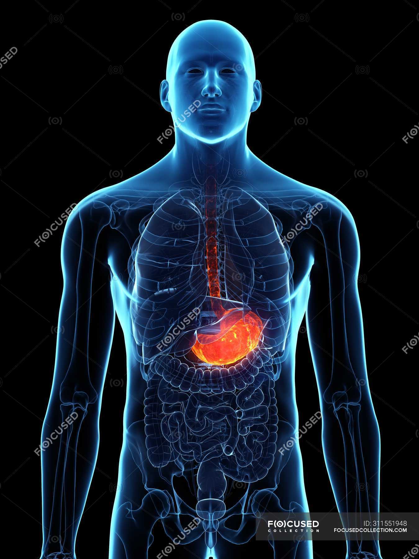 Diseased stomach in abstract male body, digital illustration ...