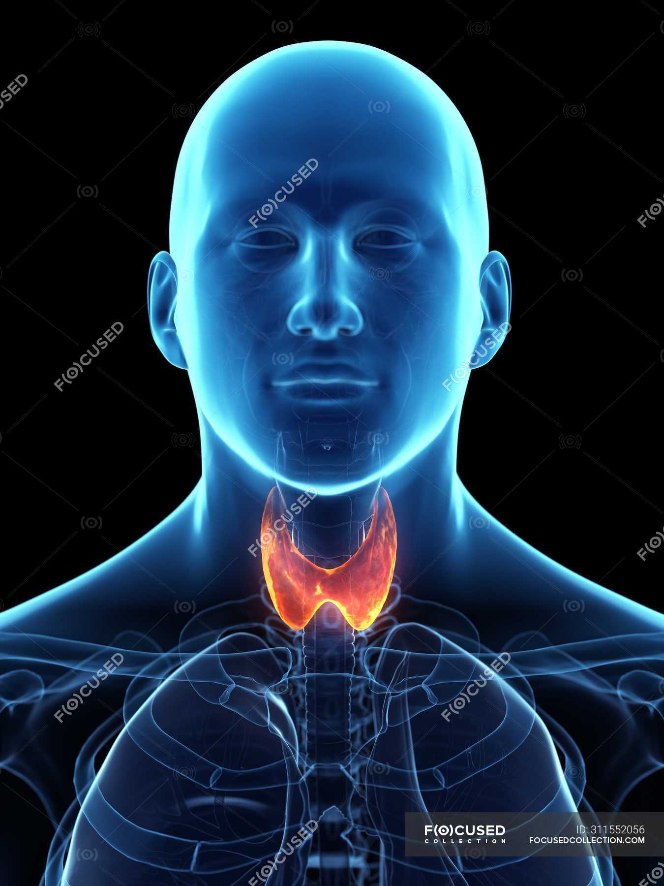 Щитовидная железа на синем фоне