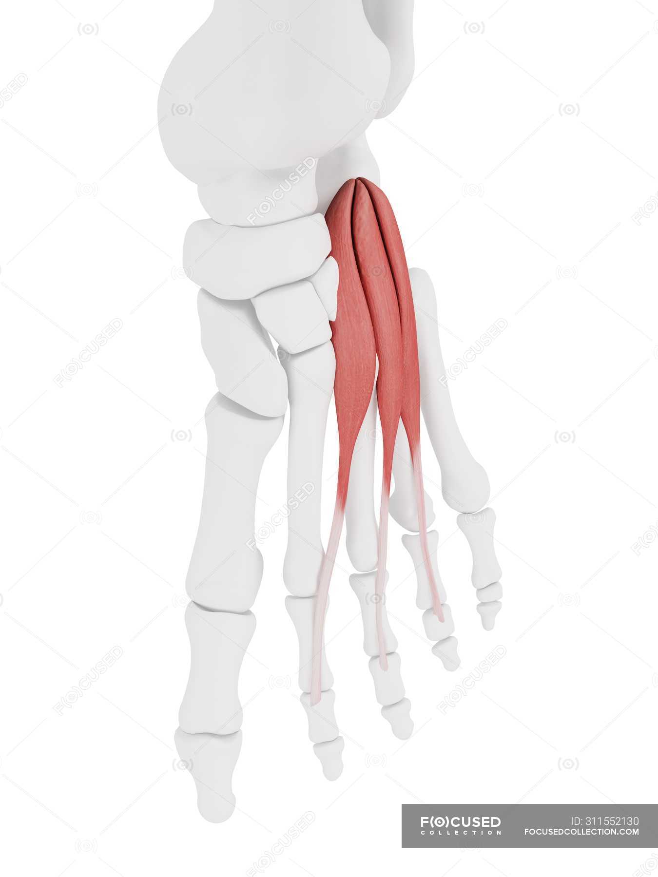 Human Skeleton With Red Colored Extensor Digitorum Brevis Muscle Computer Illustration