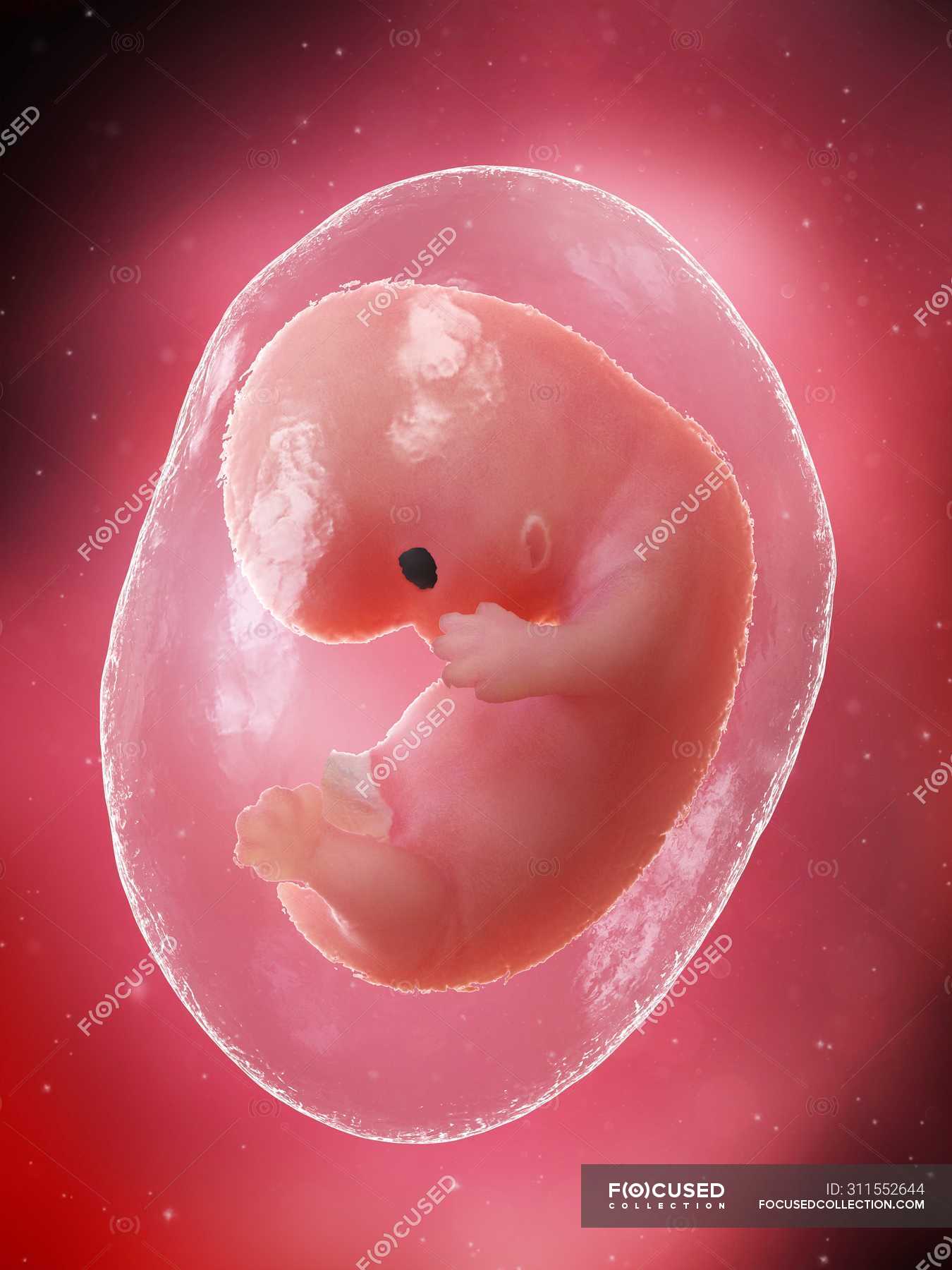 Menschlicher Fötus entwickelt sich in der 8. Woche