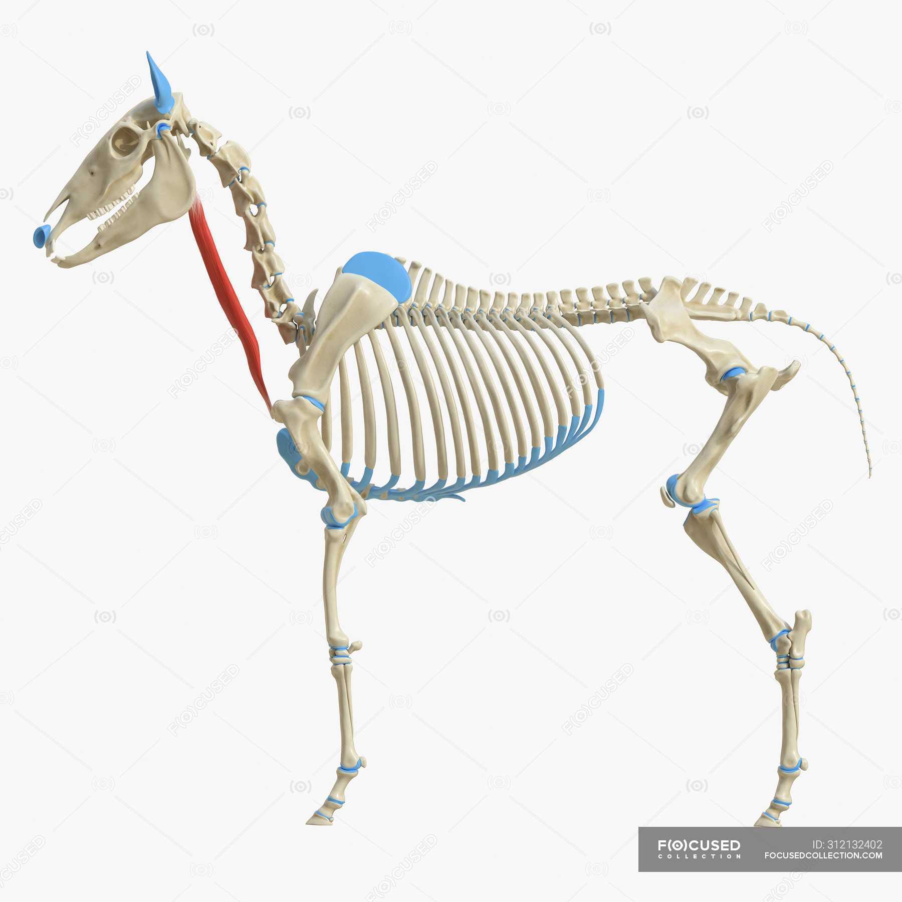 Horse skeleton model with detailed Sternocephalicus muscle, digital ...