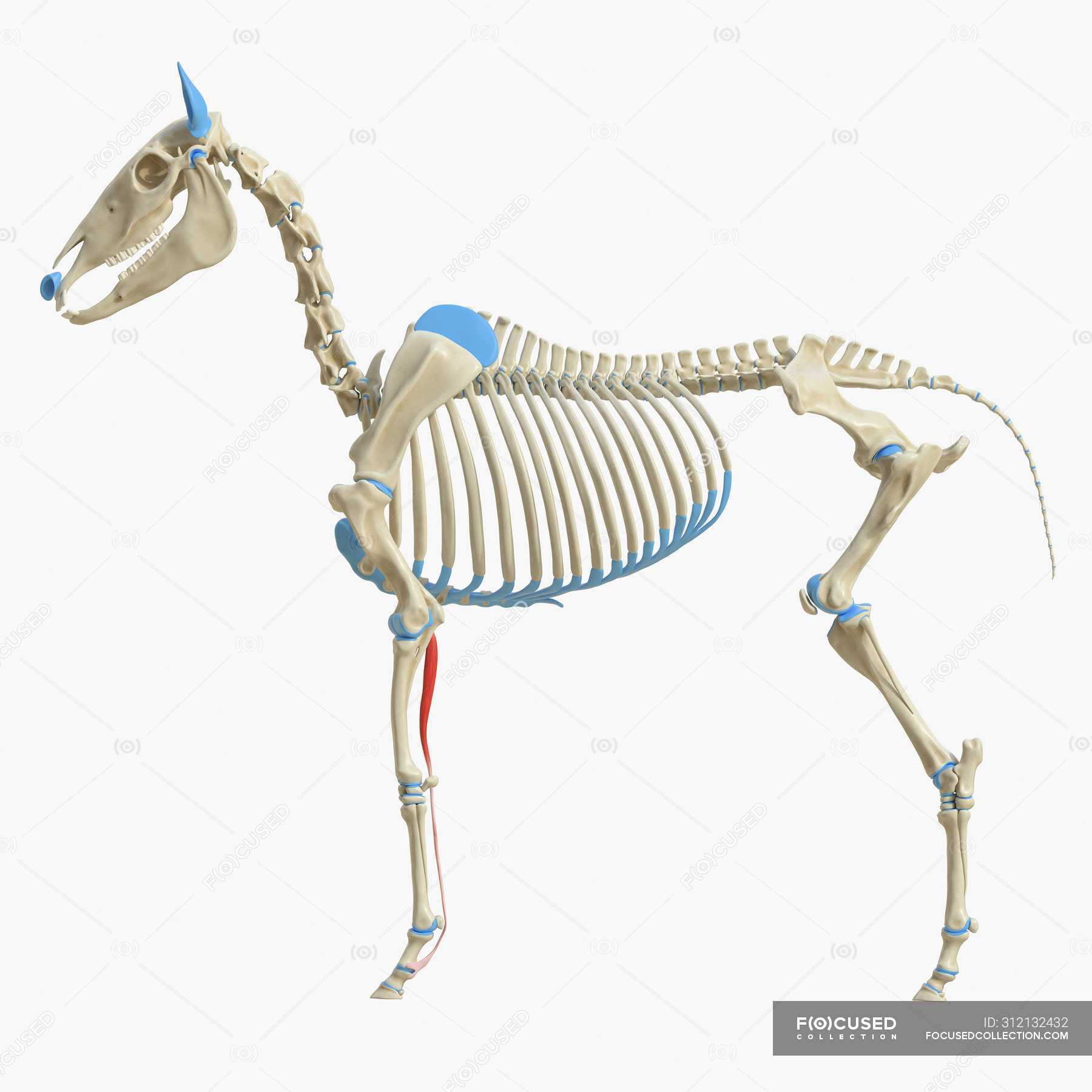 Horse skeleton model with detailed Superficial digital flexor muscle ...