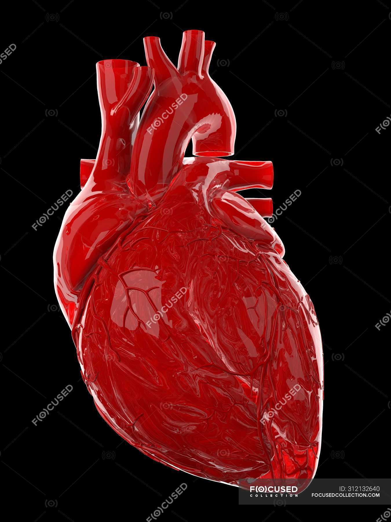 Red human heart on black background, computer illustration. — atrium,  biology - Stock Photo | #312132640