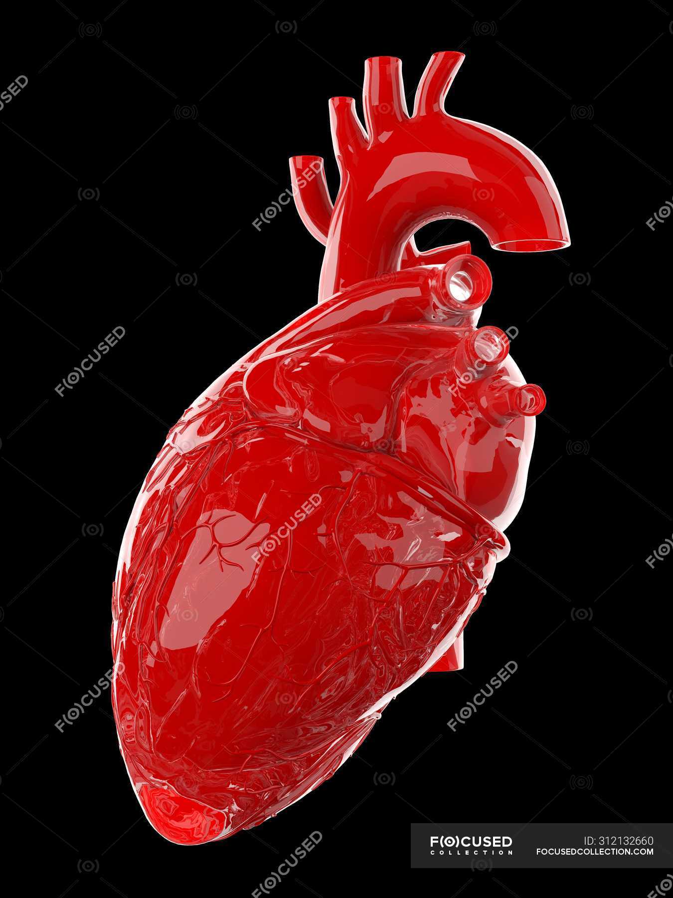 Red human heart on black background, computer illustration. — normal,  artwork - Stock Photo | #312132660