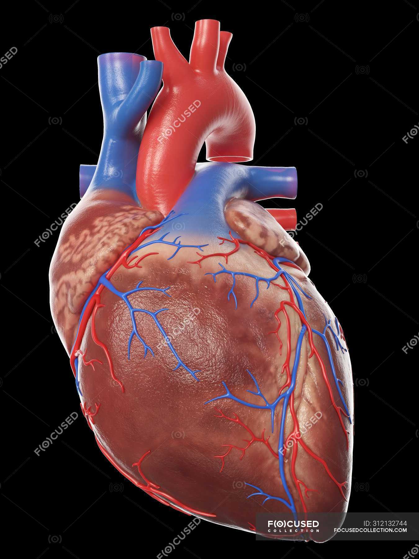 Realistic human heart model on black background, computer illustration