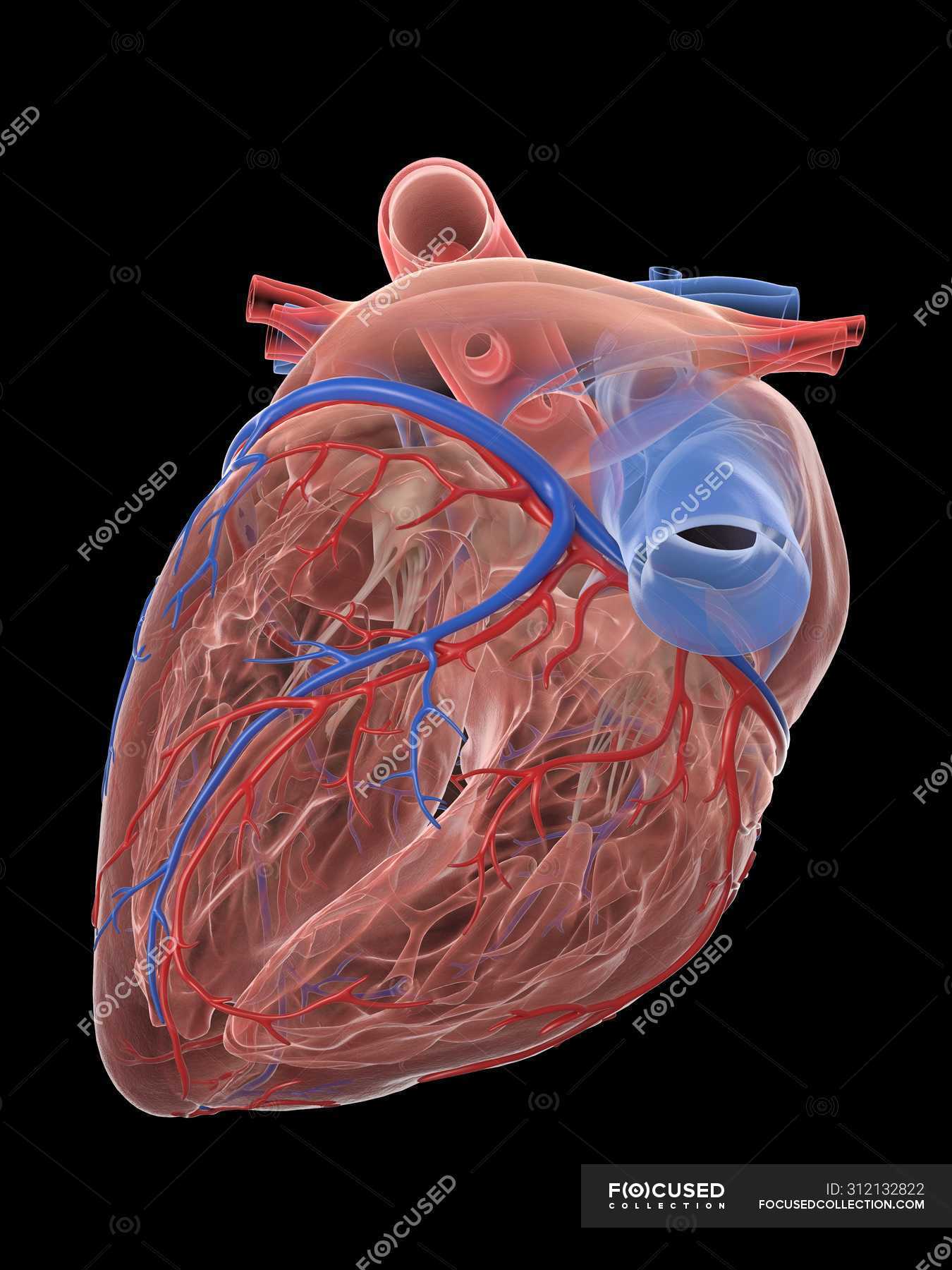 Realistic human heart and blood vessels on black background, digital ...