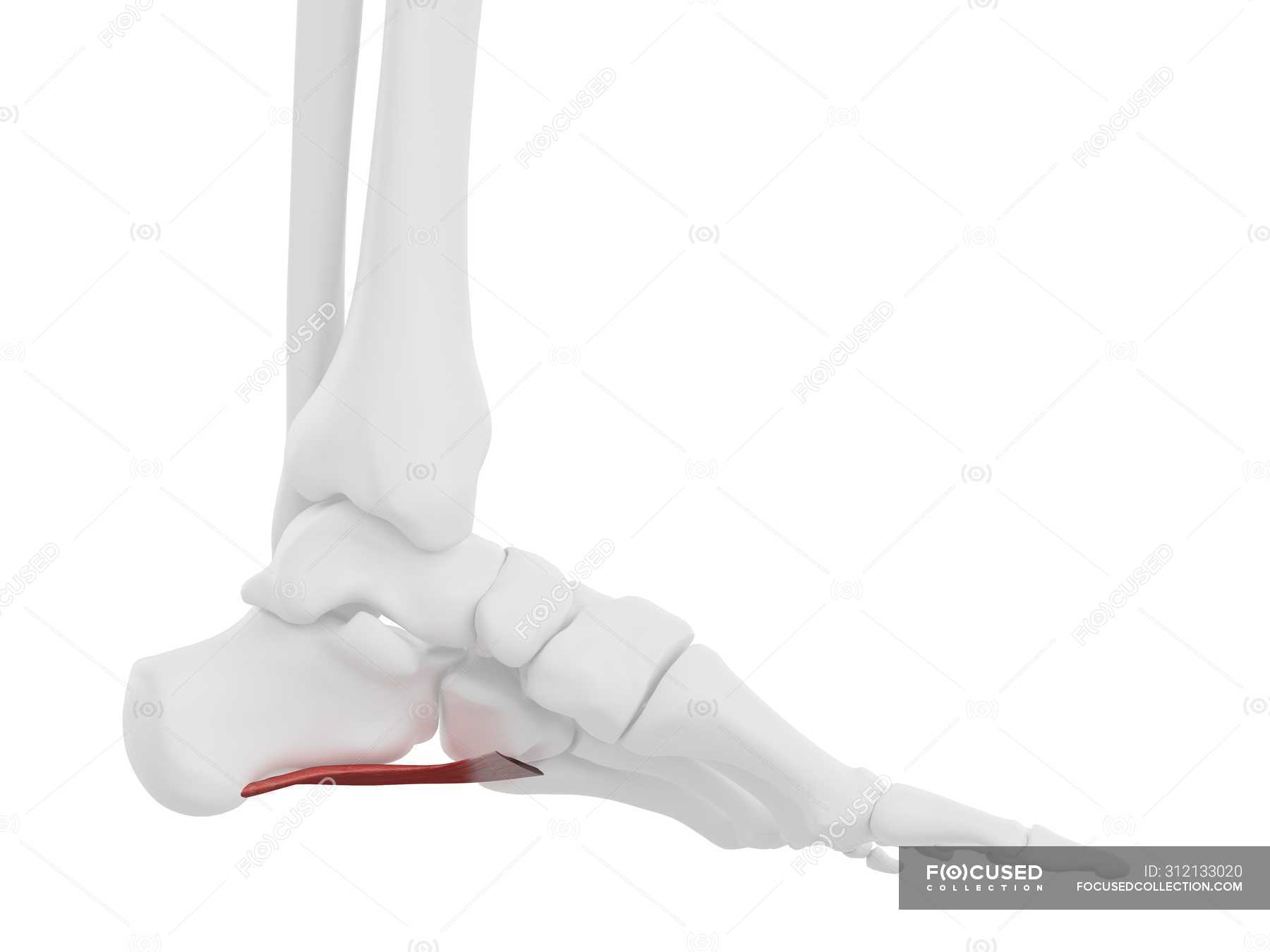 Human skeleton part with detailed Quadratus plantae muscle, digital ...