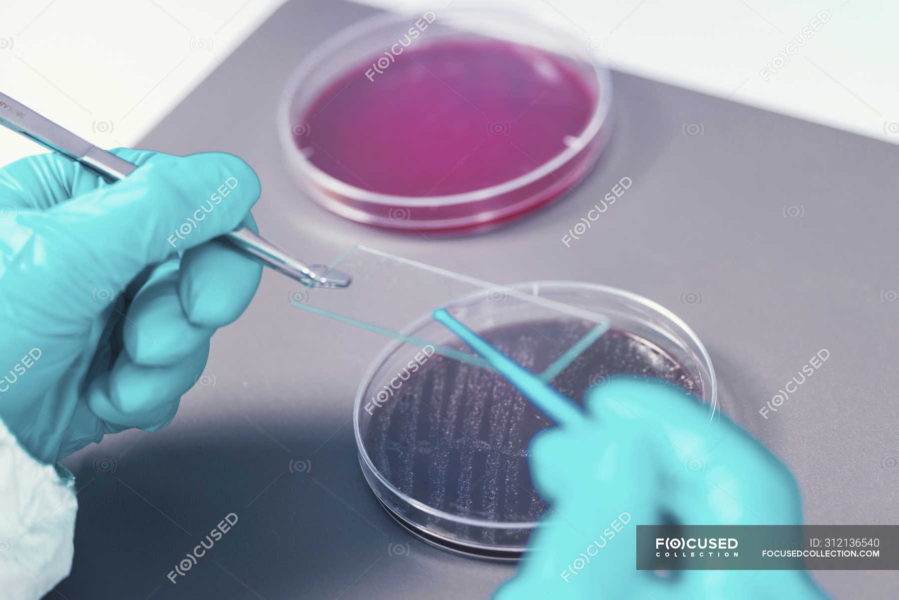 Microbiologist taking bacterial sample on microscope slide