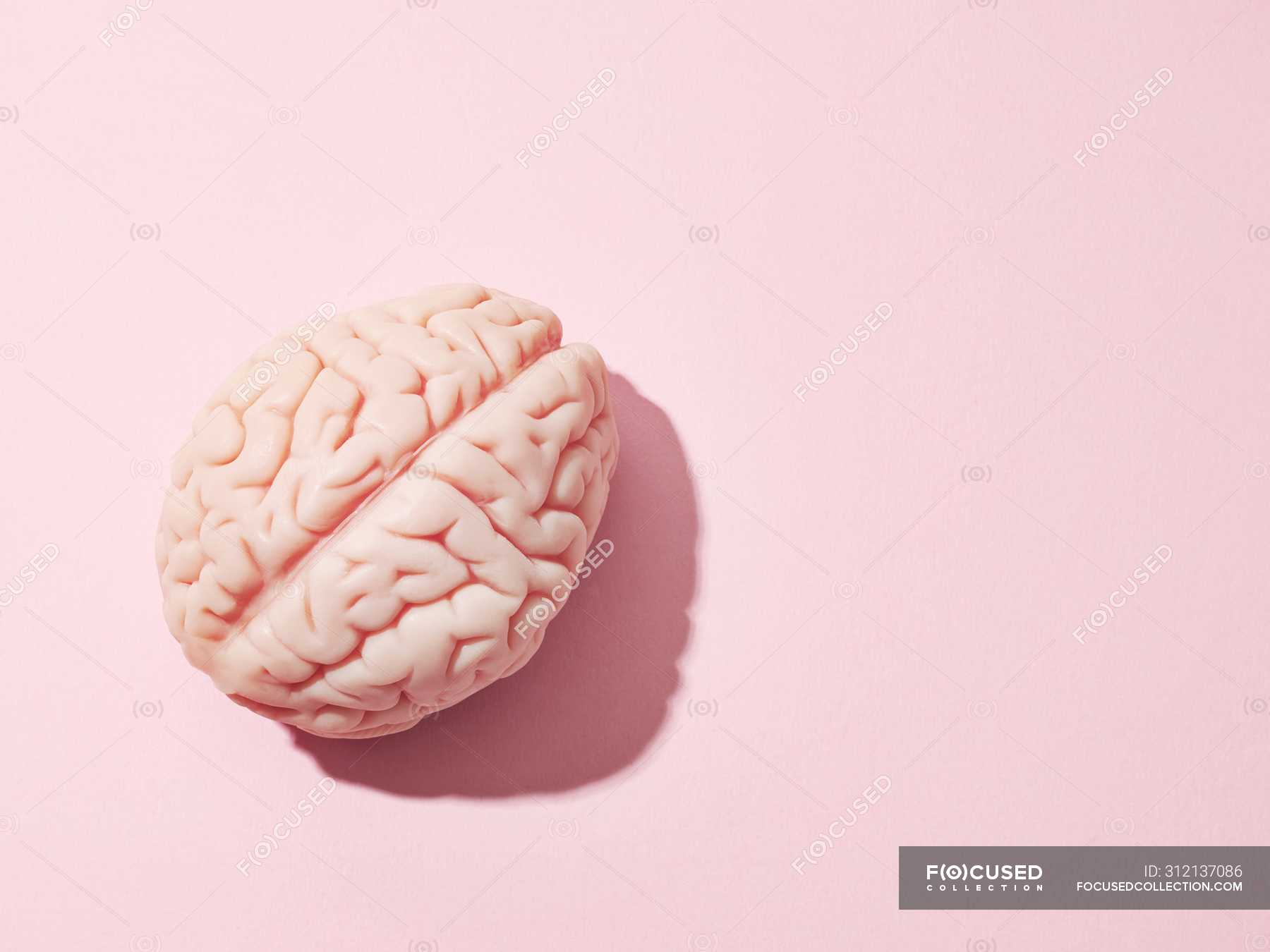 Anatomical model of human brain on pink background — memory, concept -  Stock Photo | #312137086